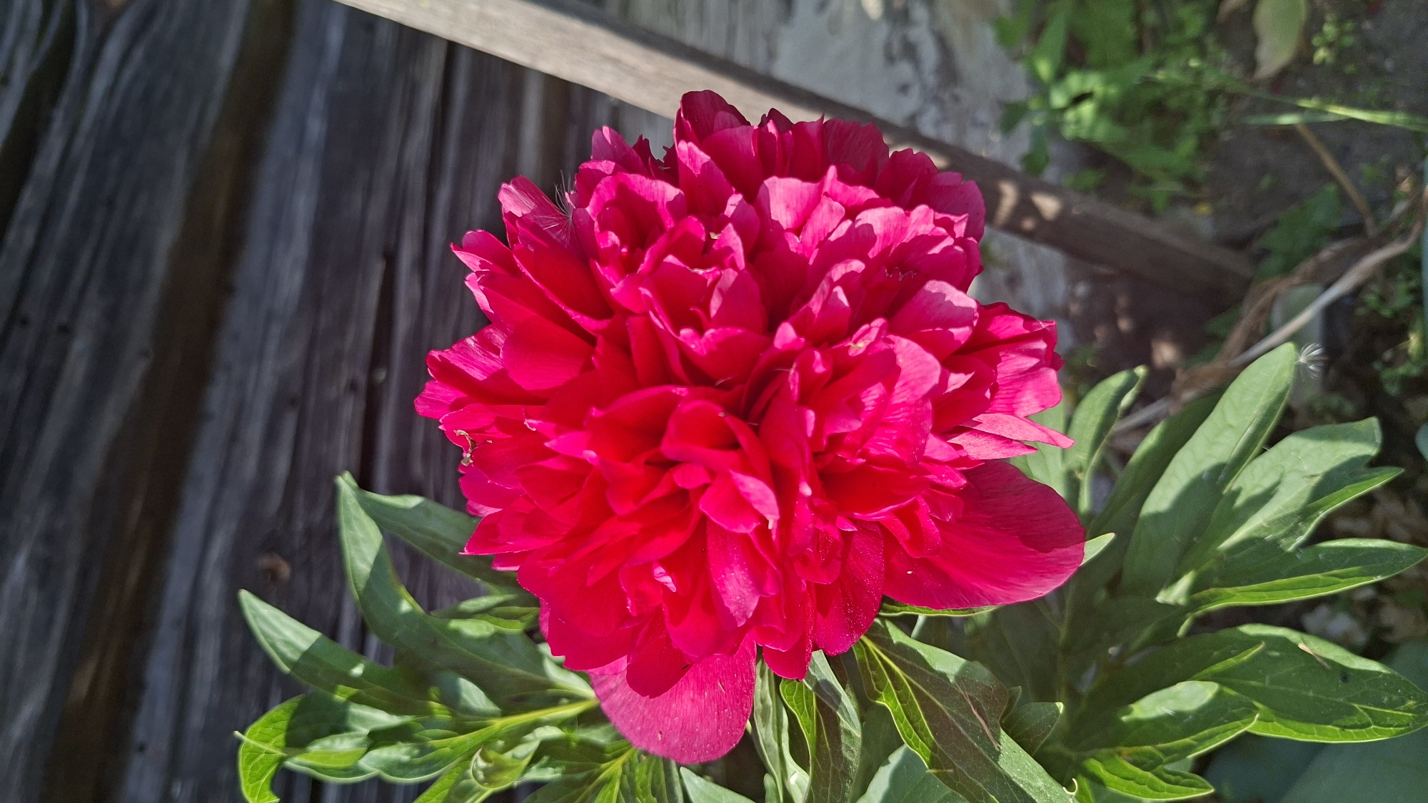 The image shows a close-up of a vibrant red peony in bloom, set against a backdrop of weathered wooden planks and surrounding greenery. The peony is the focal point, with its numerous layered petals tightly packed together. The leaves of the plant are a deep green and provide a contrast to the bright flower. The wooden planks appear old and weathered, suggesting an outdoor setting, possibly a garden in Сваткаўскі сельскі Савет, Belarus. The environment hints at natural sunlight, creating highlights and shadows on the flower and wooden surface.