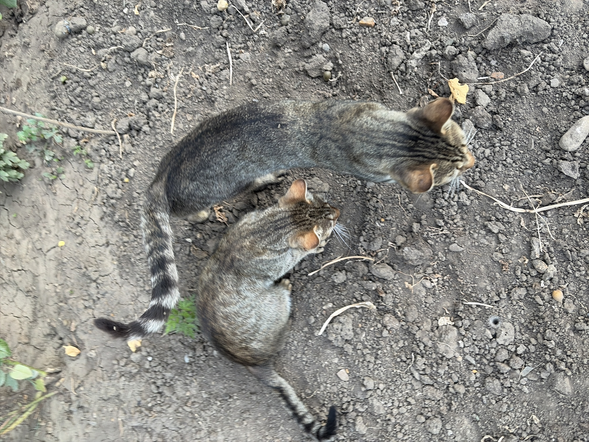 Two tabby cats are on dry, cracked soil. One cat is facing away from the camera, with its striped tail extended to the left. The other cat is to the left of the first, facing towards the ground. The ground is mostly dirt with some small rocks and dry grass. The scene is outdoors, possibly in Oxentea, Moldova, given the presence of dry soil and sparse vegetation, which is characteristic of some areas in Moldova during drier seasons.