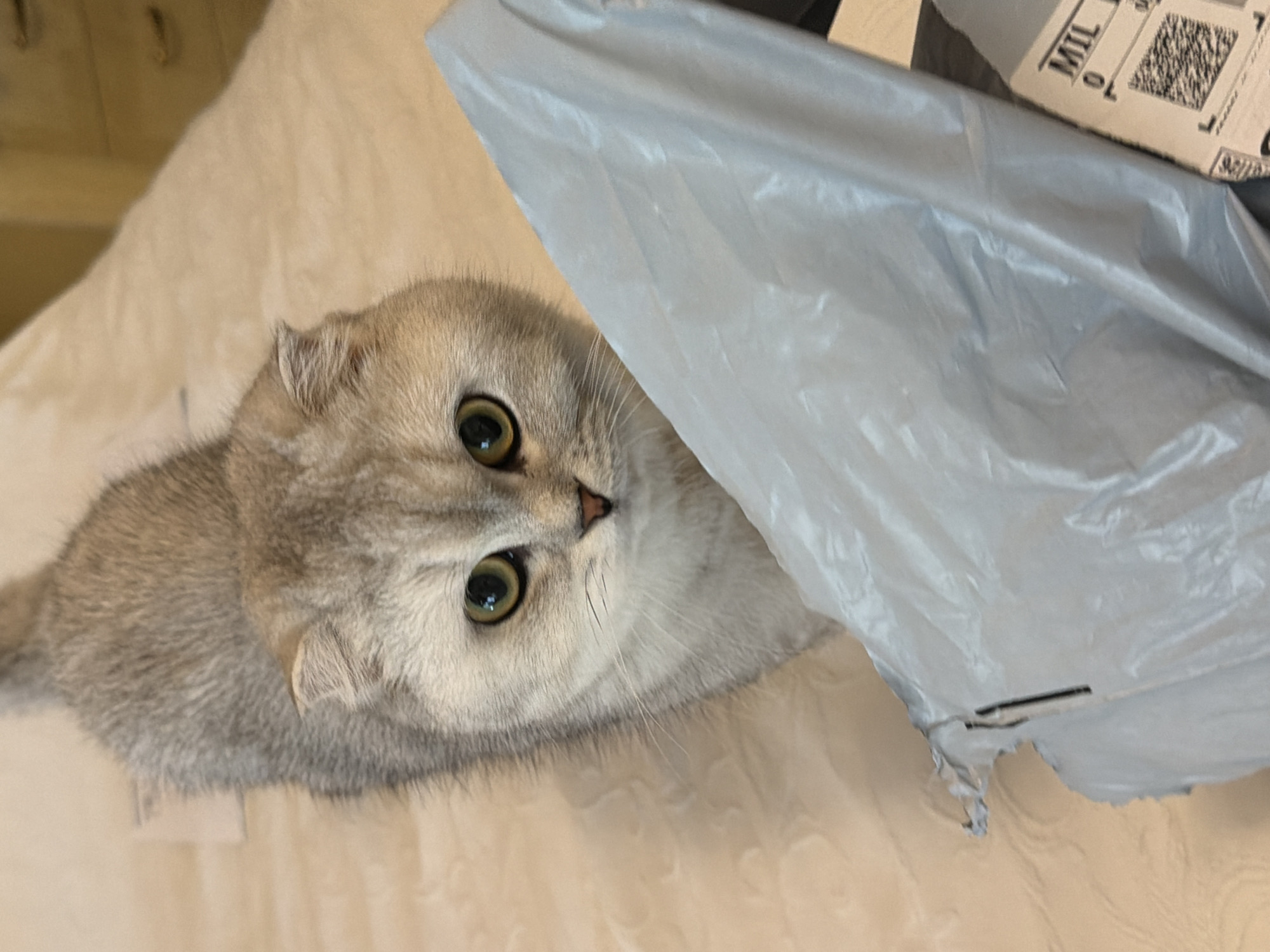 An adult Scottish Fold cat with silver-grey fur and large green eyes is positioned on a beige, textured surface, likely a bed or sofa. The cat is looking directly at the camera. In the foreground, a crinkled light grey plastic bag is draped over the surface, obscuring the lower portion of the cat and the immediate surrounding area. Part of a cardboard shipping label with the letters "MIL" and a barcode is visible beneath the plastic bag. The background is softly blurred, showing a light-colored wall and hints of furniture. There is no information in the image to suggest a location in Rome, Italy.