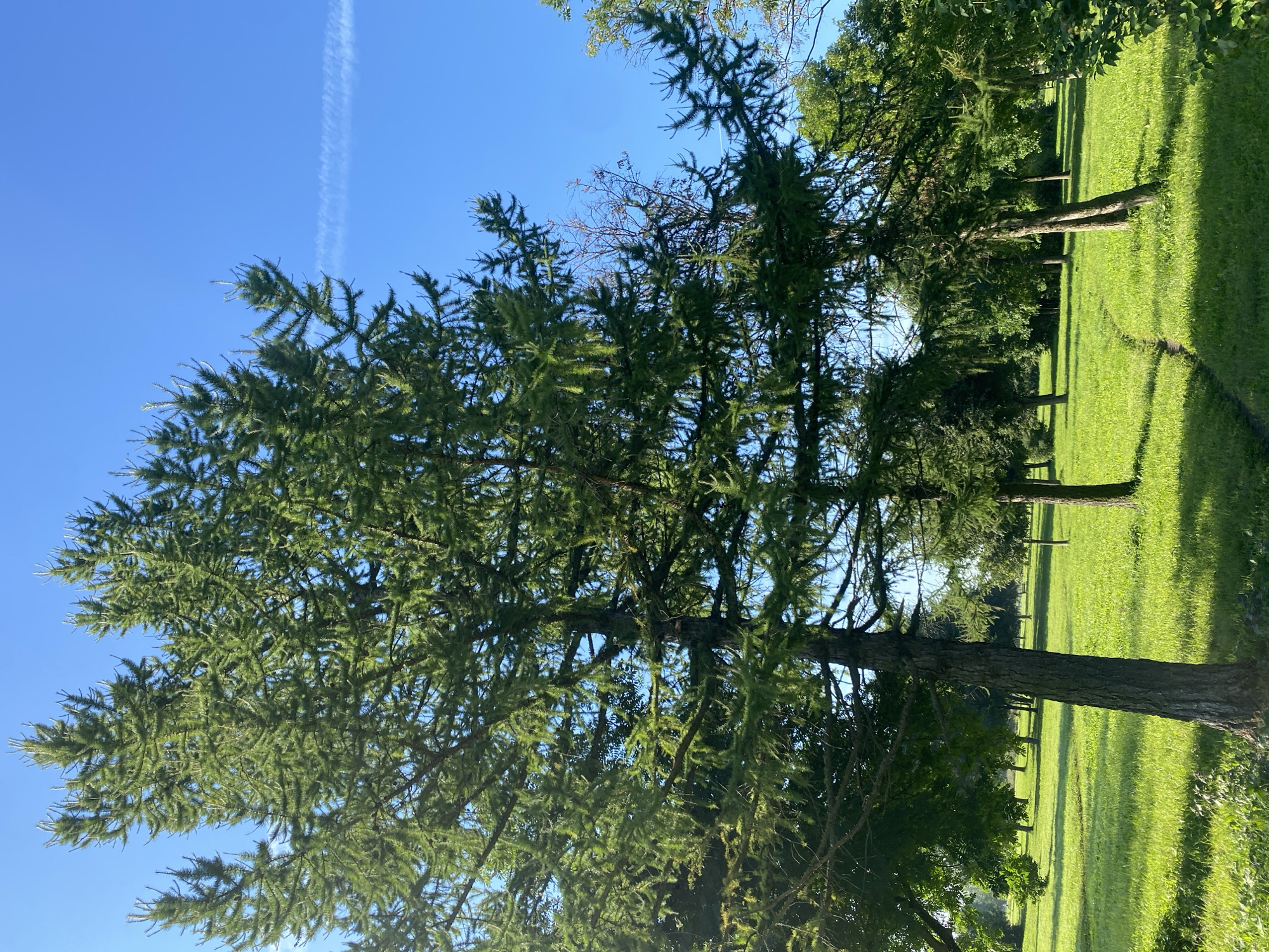 The image depicts a park scene with a clear blue sky and lush green grass. Several coniferous trees are prominent, particularly a large one in the foreground on the left, with its branches reaching upwards and outwards. A narrow, winding path is visible in the middle ground, leading through the grass. The environment suggests a sunny day in a park or recreational area, likely in Saint Petersburg, Russia, given the context. No people or specific man-made structures are visible, creating a serene natural landscape.