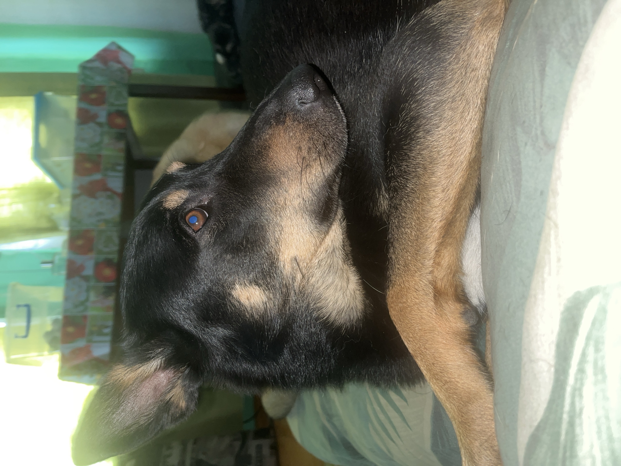 A medium shot of a dog's head and forelegs is captured in a domestic setting. The dog, with black and tan fur, rests on a light green and white patterned surface, possibly a blanket or cushion. Its head is turned to the right, revealing a brown eye with a hint of blue in the pupil. The dog's left ear, prominently featured, is erect with tan markings on the inside. Behind the dog, a table covered with a floral-patterned cloth is visible. On the table, a translucent plastic container with a blue handle sits to the left, and to the right, a small bottle with a pump top is present. The background is softly blurred, suggesting an indoor environment with natural light filtering from the right, creating highlights and shadows. The overall impression is one of a relaxed canine in a home.
