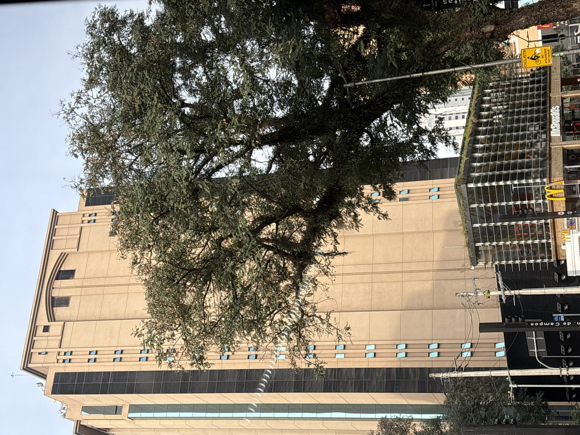 The image shows a street view in São Paulo, Brazil, focusing on a tall, beige building with dark vertical window strips and smaller, light blue rectangular windows. In the foreground, a large, leafy tree with thick branches partially obscures the view of the building and a modern glass-fronted building below it, which appears to be a McDonald's restaurant. Several utility poles with wires and traffic lights are visible. A yellow street sign with a bicycle symbol and the text "CICLISTA" and "50 ATRAVESSE NO VERDE" is mounted on a pole. The sky is overcast.