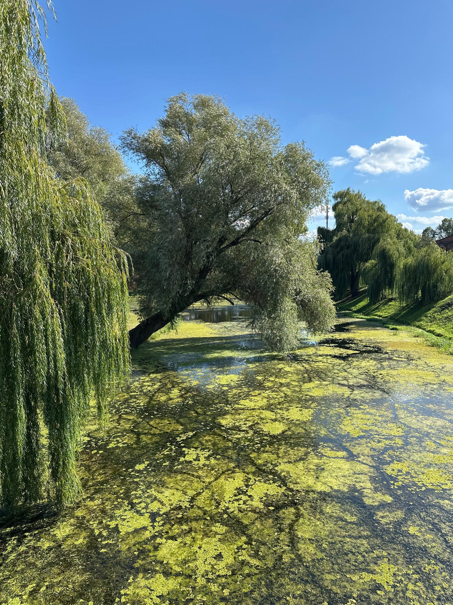 This is a landscape photograph of a canal in the city of Brest, Belarus, on a sunny day. The canal is filled with murky water covered in patches of bright green algae. On the left bank, a weeping willow tree drapes its long branches into the water. In the middle ground, a large tree with a spreading canopy leans out over the canal. Further down the canal, on the right bank, a line of weeping willow trees creates a verdant wall along the grassy slope. The sky above is a clear, bright blue with a few scattered white clouds. The overall impression is one of natural beauty and tranquility, with the vibrant green of the vegetation contrasting with the deep blue of the sky.