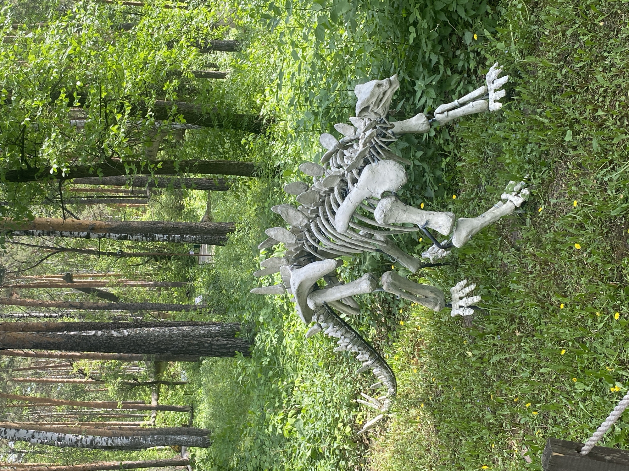 The image shows a dinosaur skeleton model in a grassy area surrounded by trees. The skeleton is mostly white and positioned horizontally in the center of the image. The surrounding environment includes green grass, dense foliage, and numerous trees in the background. Based on visual information, I don't have enough to identify the specific location in Yekaterinburg, Russia.