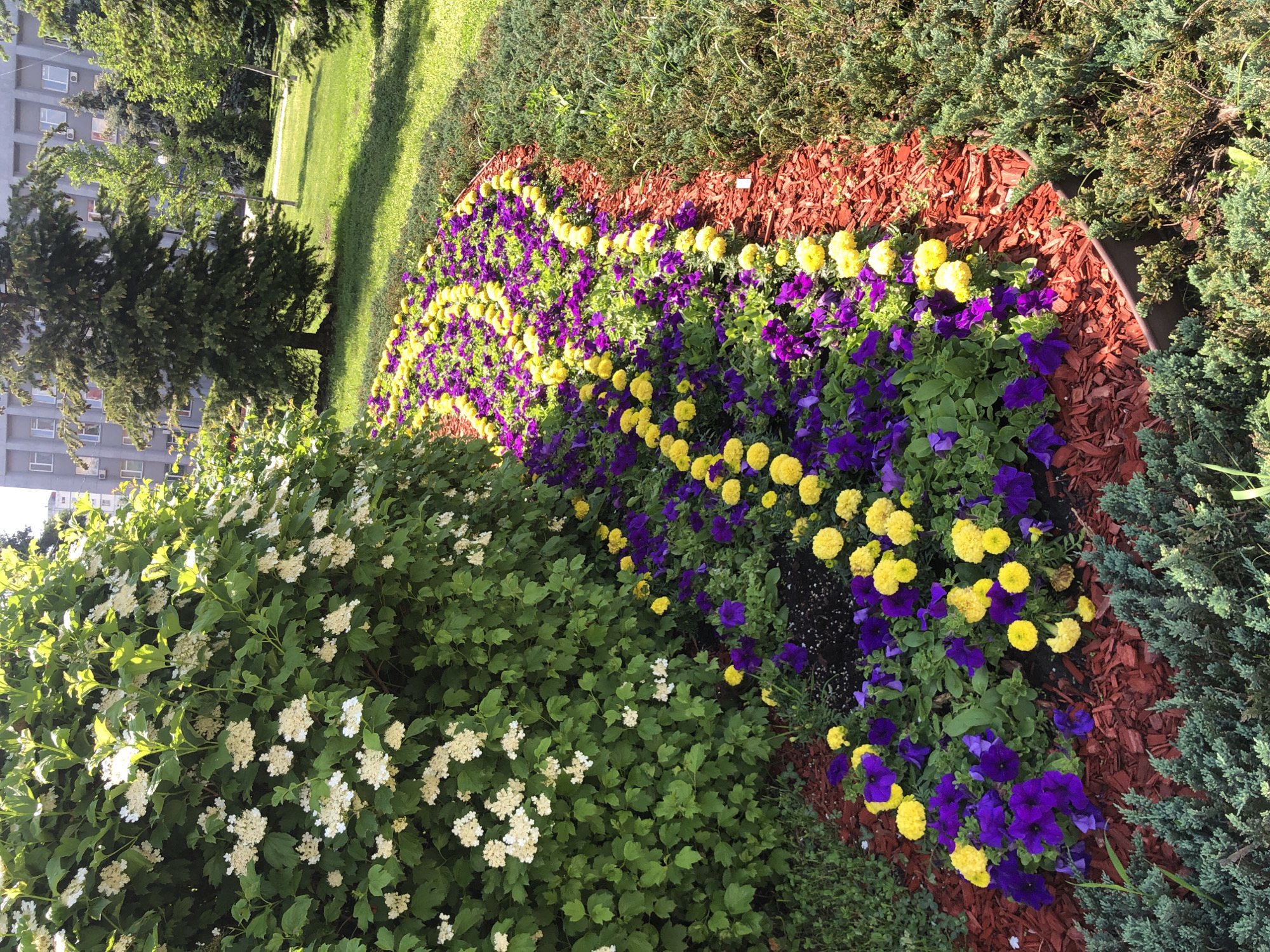 The image shows a flowerbed in a park. Rows of yellow marigolds and purple pansies are planted in a line, bordered by reddish-brown mulch. To the left of the flowerbed is a large bush with clusters of small white flowers. Beyond the flowerbed, there is a green lawn and a building in the background. The photo appears to be taken in Kyiv, Ukraine.