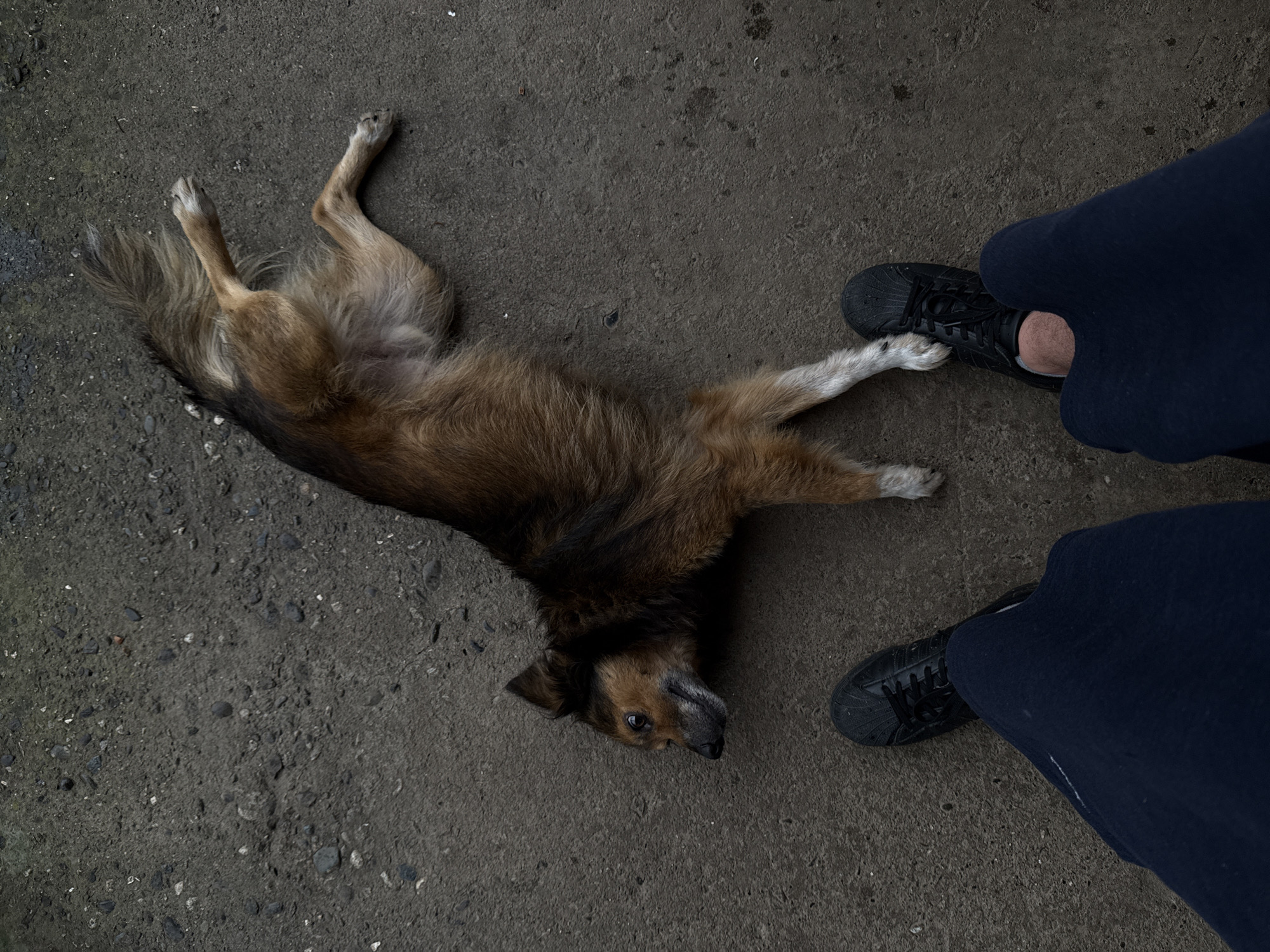 A medium-sized dog with brown and black fur lies on its back on a gray, coarse-textured asphalt surface. The dog is positioned diagonally in the frame, with its head facing the lower left and its hindquarters towards the upper right. Its front paws are extended, and its hind legs are bent. A person's legs, clad in dark blue trousers and black sneakers, are visible in the lower part of the frame, positioned in front of the dog. The asphalt surface appears to be outdoors, likely a street or pathway in Jgali, Georgia, characterized by its rough texture and scattered small pebbles.
