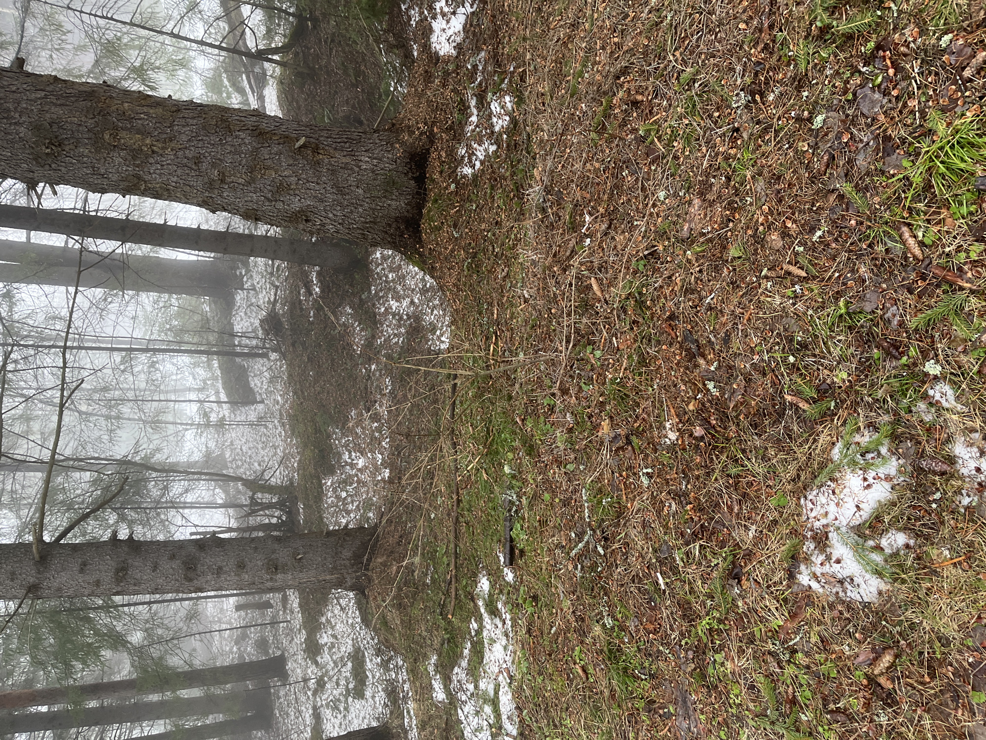 The image depicts a forest scene, likely in or near Марковский, Russia. The foreground is covered with brown leaves, pine needles, and some patches of snow. A tree trunk is visible on the left side of the frame. The background reveals other trees in a foggy atmosphere. There are no people or animals visible. The scene is still and quiet.