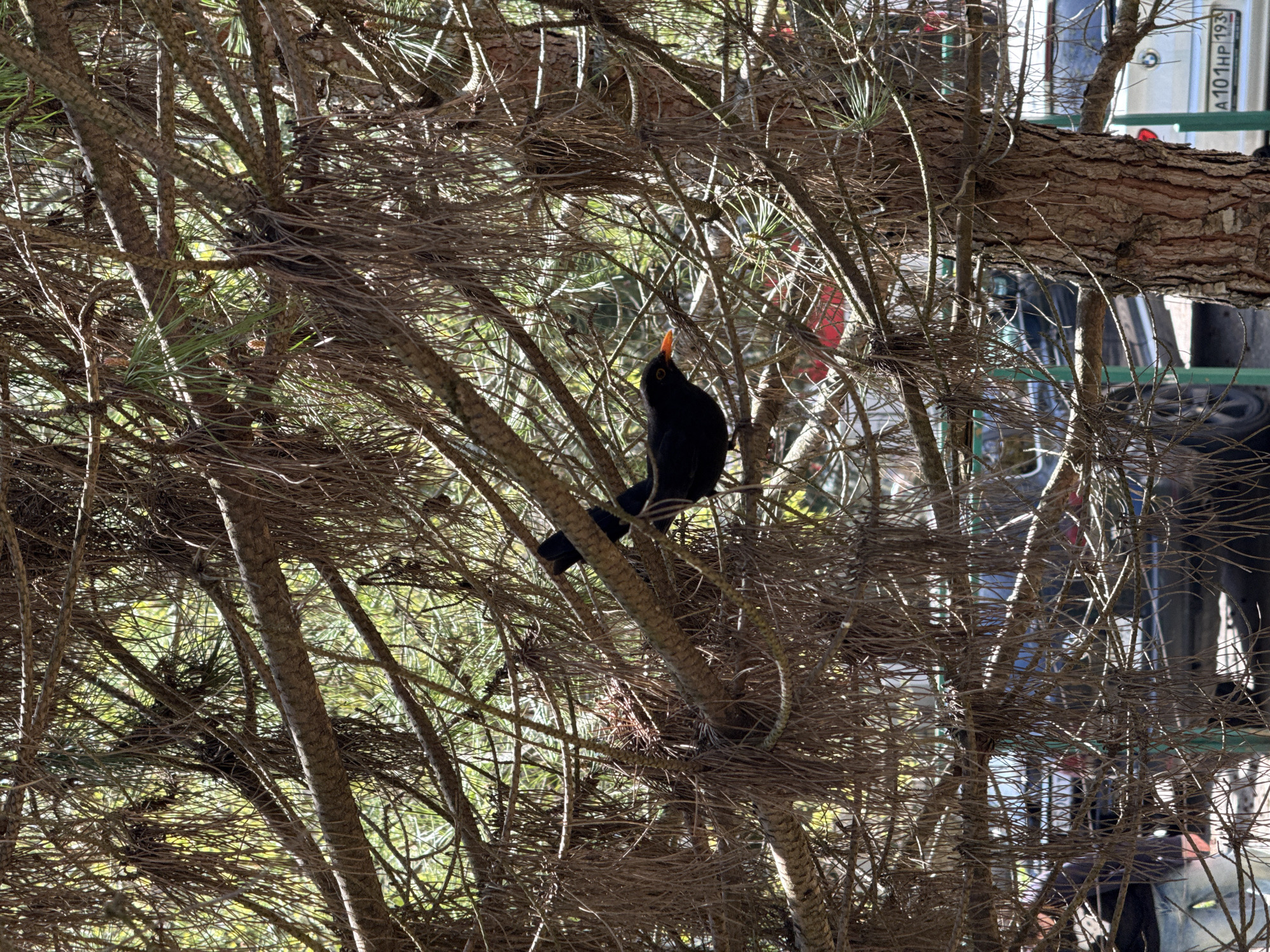 A black bird with an orange beak perches within the branches of a pine tree. The bird is positioned towards the left side of the frame, angled upwards. The pine tree's branches create a dense network around the bird. In the background, partially obscured by the tree, is a vehicle with a license plate reading "A101HP 193." The scene is sunlit, casting shadows through the branches. It is likely the image was taken in Sochi, Russia, based on the license plate format.
