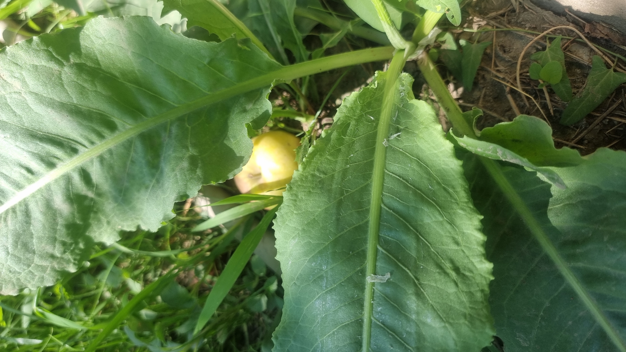 A close-up shot of lush green vegetation, with a fallen yellow apple nestled amongst the leaves. The scene is set outdoors, likely in a garden or natural area, with the soil and dry plant debris visible in the lower right portion of the frame. The lighting suggests it is daytime. The image shows a focus on the textures and details of the plant life, with sunlight casting shadows and highlighting the veins of the leaves. There are no people or animals visible. The location is identified as Uzynagash, Kazakhstan.