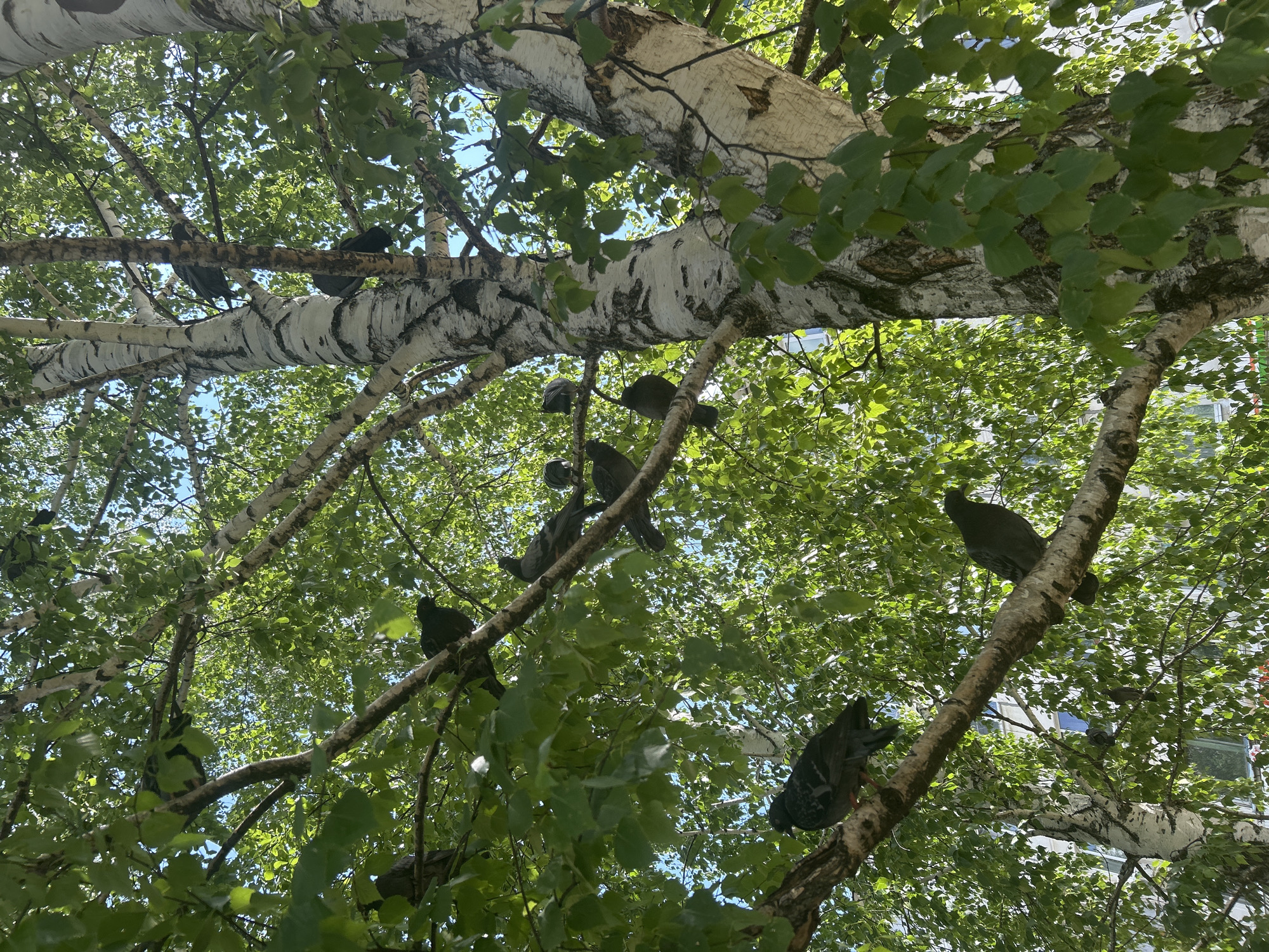A flock of pigeons is perched on the branches of a birch tree. The tree has characteristic white bark with black markings. Lush green leaves are abundant on the tree, creating a canopy that allows sunlight to filter through. In the background, a building with windows is visible, suggesting an urban or suburban setting. The sky is blue and clear. The image captures a natural scene within a populated area, likely in the city of Chaikovsky, Russia, given the context.