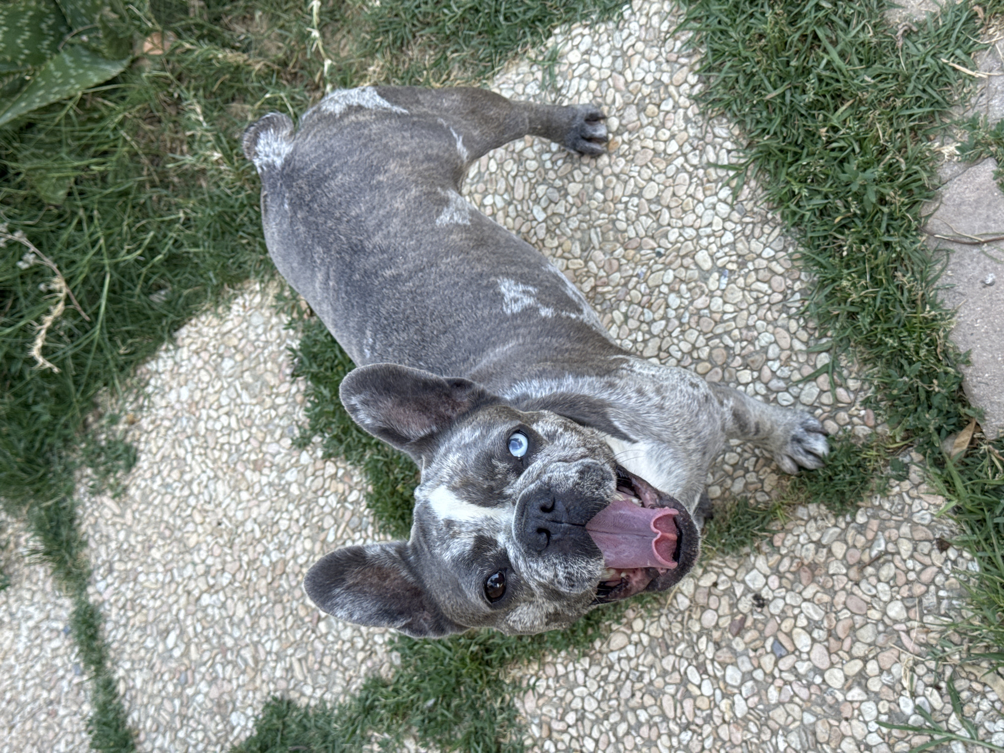The media file shows a brindle French Bulldog lying on a pebbled surface, with grass growing in patches around it. The dog is facing upwards towards the camera with its mouth open, showing its tongue and teeth. One of its eyes is blue, and the other is brown. The dog appears to be panting or expressing excitement. The lighting suggests it is daytime, possibly outdoors in a garden or courtyard. There are some green plants, possibly aloe vera, to the left of the dog. The overall scene is casual and appears to capture a candid moment with the pet. No visible text is present in the media file.