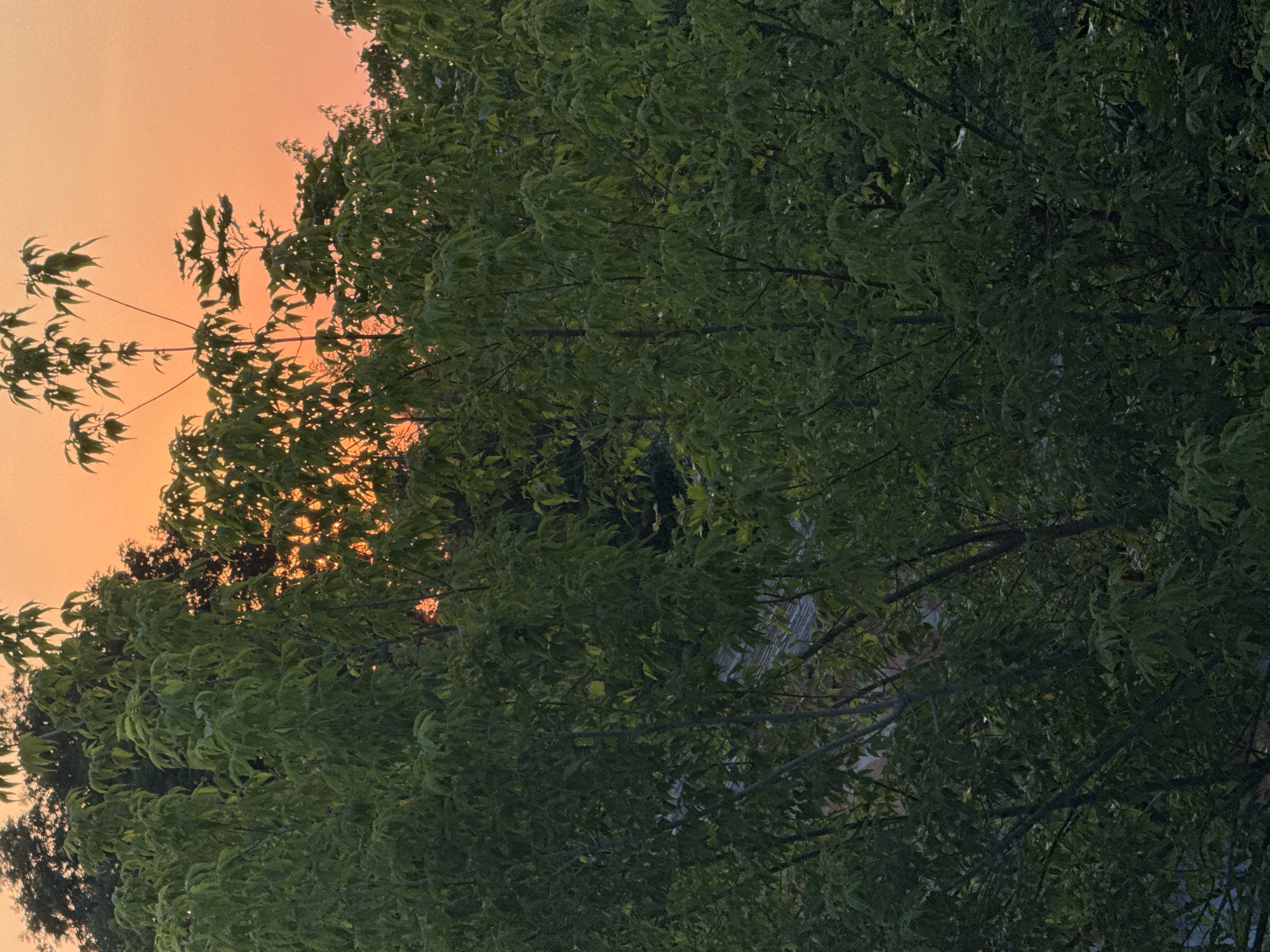 The image depicts a dense canopy of green foliage, likely trees, against a vibrant orange sky, characteristic of a sunset or sunrise. The leaves are lush and varied in shade, suggesting a natural setting rather than an urban environment. The sky exhibits a gradient of color, transitioning from a bright orange at the horizon to a lighter, softer hue towards the top of the frame. Some branches and leaves are silhouetted against the sky, creating a sense of depth and texture. The lower portion of the image is dominated by the dark green of the leaves, with some hints of branches and possibly distant structures or foliage visible through the denser parts. There are no people, animals, or specific urban landmarks identifiable in the image, and no information is provided to suggest the location is Chernivtsi, Ukraine.