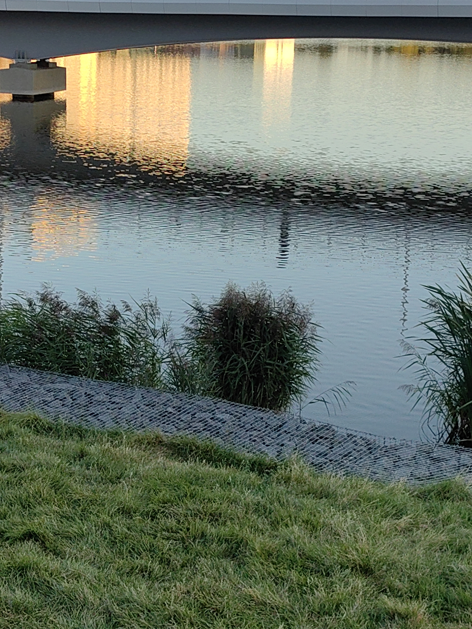 The image depicts a waterfront scene, likely in Moscow, Russia, characterized by a body of water reflecting the golden light of a building or bridge overhead. The foreground features a lush green grassy embankment, bordered by a textured, grey gabion wall. Beyond the wall, dense reeds and tall grasses grow along the water's edge. The water itself is calm, with subtle ripples, and it clearly reflects the surrounding structures, creating an abstract pattern of light and shadow. In the distance, a slender, dark figure is visible standing in the water, its form silhouetted against the reflections. A bridge structure spans the upper portion of the image, its concrete support column visible on the left, partially submerged in the water. The overall impression is one of a serene urban waterfront, possibly during the late afternoon or early morning when the light is soft and warm.
