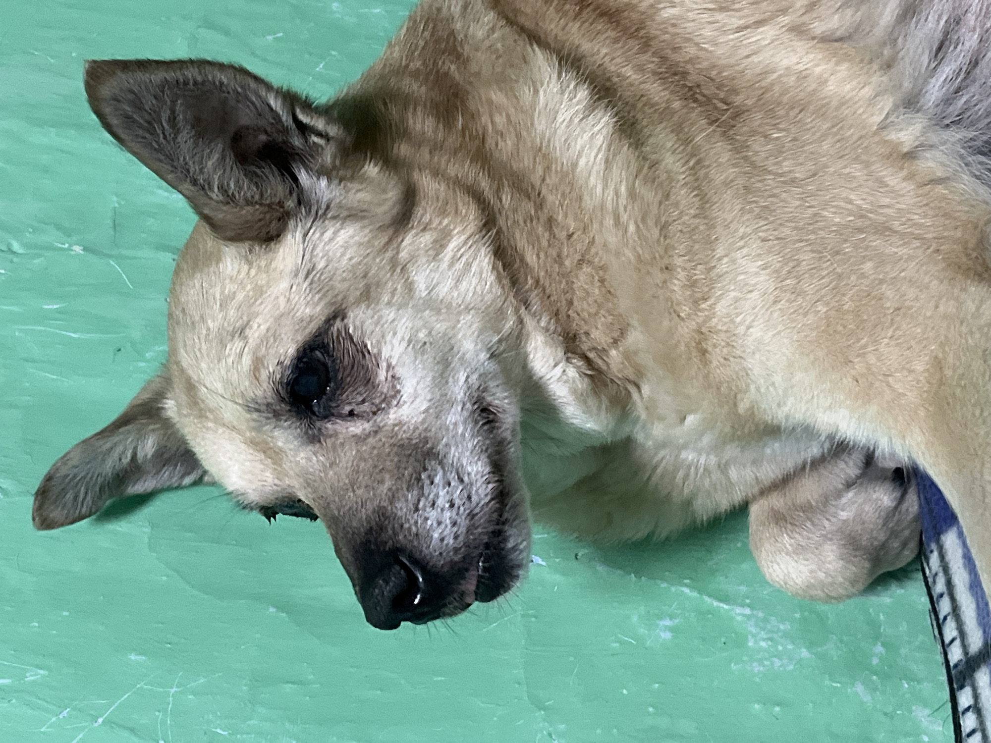 A medium-sized, tan dog lies on a green surface. The dog has dark eyes, a dark muzzle, and erect ears. The dog's body is curled to its right, with its head angled downward. A blue and white object rests near its body. The image provides no information indicating a location in the city of Nizhny Tagil, Russia.