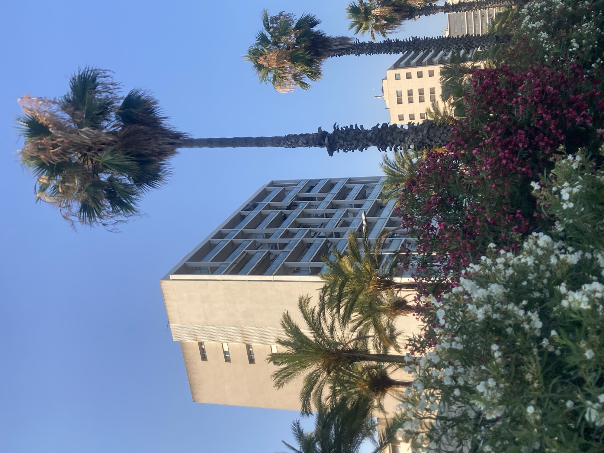 The image displays a street scene in Barcelona, Spain, characterized by a clear blue sky, several tall palm trees, and modern residential buildings. In the foreground, lush vegetation with white and pink flowers lines the street. Behind the foliage, a large, multi-story apartment building with a pale facade and numerous balconies is visible. Further back, other buildings of varying heights and architectural styles can be seen. The scene suggests a sunny day, likely in a Mediterranean coastal area given the presence of palm trees and flowering bushes. The perspective is from street level, looking upwards towards the buildings and sky.