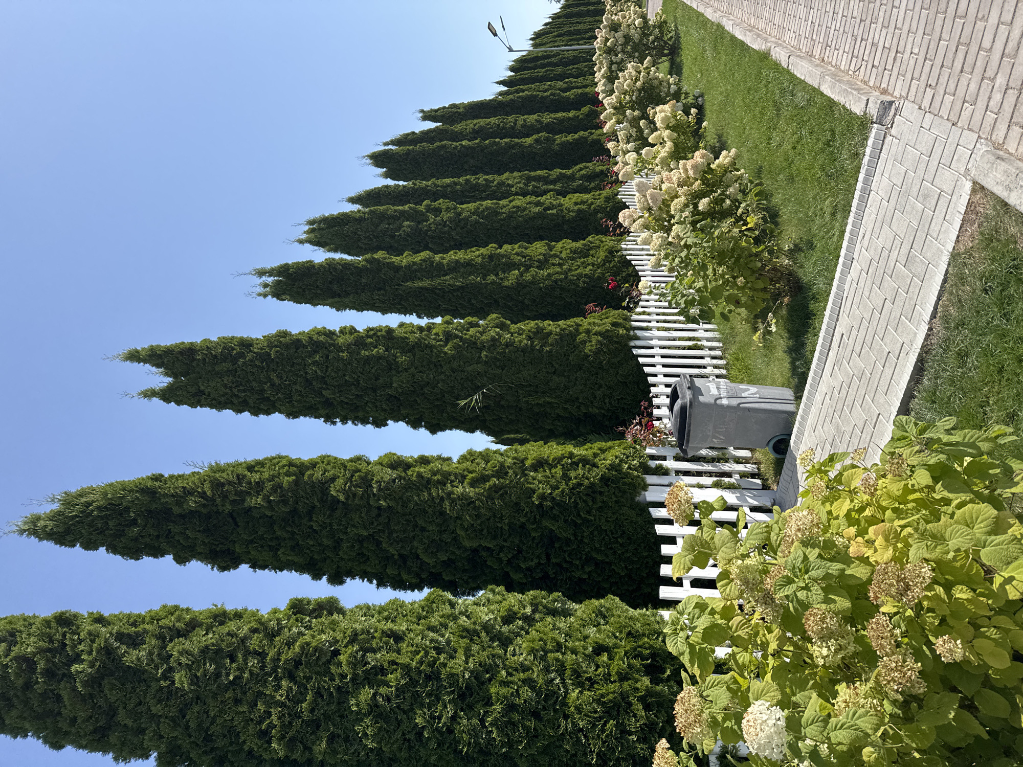 A row of tall, dark green evergreen trees lines the left side of a paved walkway in Sary-Oy, Kyrgyzstan. A low white picket fence separates the trees from a strip of green grass and flowering bushes. A grey trash receptacle is positioned near the fence. The walkway is made of light grey rectangular pavers and is bordered by a darker grey concrete curb. Beyond the walkway and curb, more greenery and what appears to be a continuation of the walkway or road are visible. The sky is a clear, bright blue.