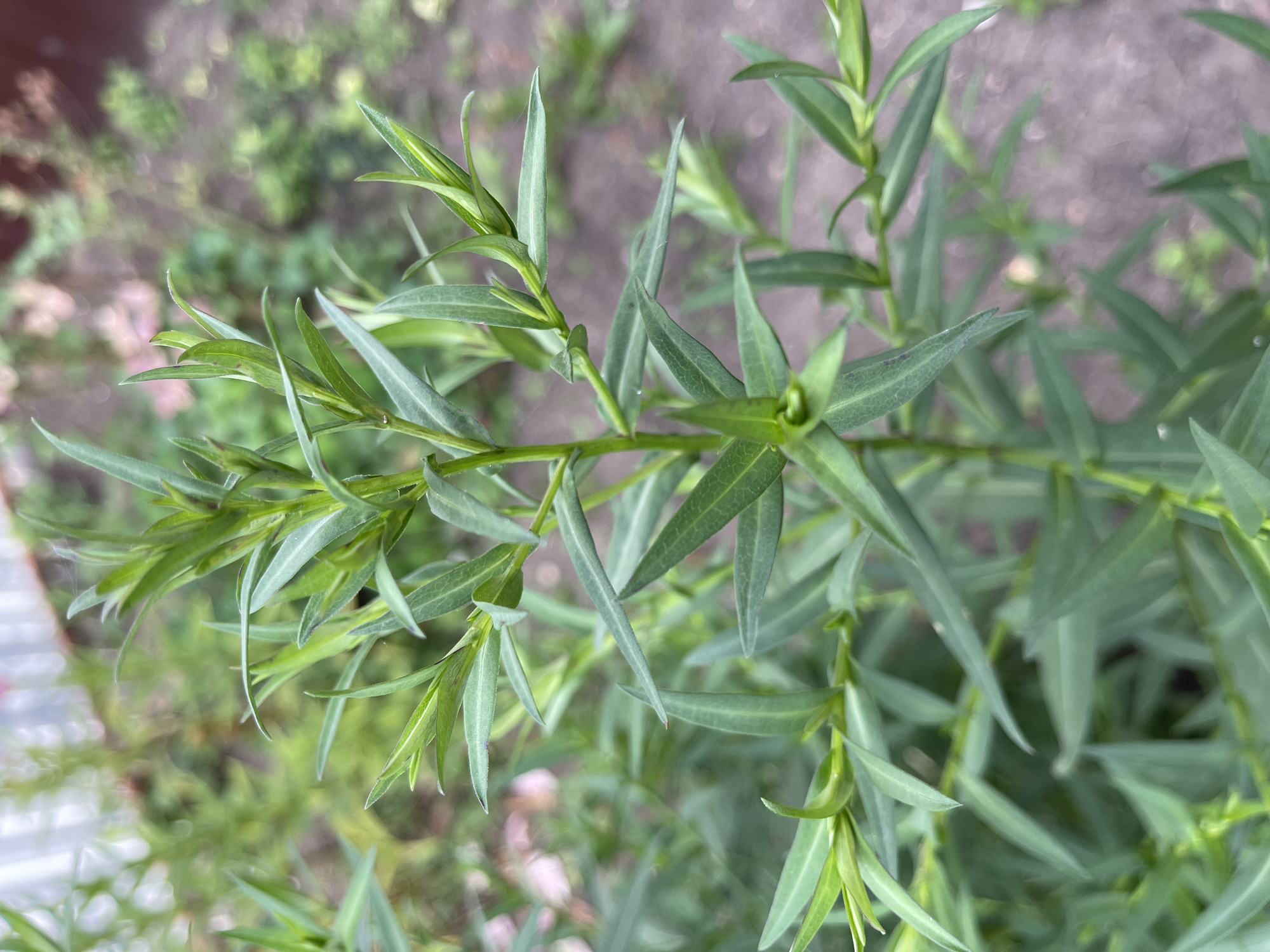 The image shows a close-up of a green plant with long, narrow leaves. The plant has a central stem with many branches extending outwards, each adorned with leaves. The leaves are pointed and a vibrant green color, some appearing lighter at the tips, suggesting new growth. The background is blurred, showing hints of other greenery and what appears to be soil or gravel on the ground. There is also a suggestion of a fence or structure in the far background, out of focus. The overall impression is of a plant in an outdoor, possibly garden or natural setting. The location is specified as the city of Sredny, Russia.