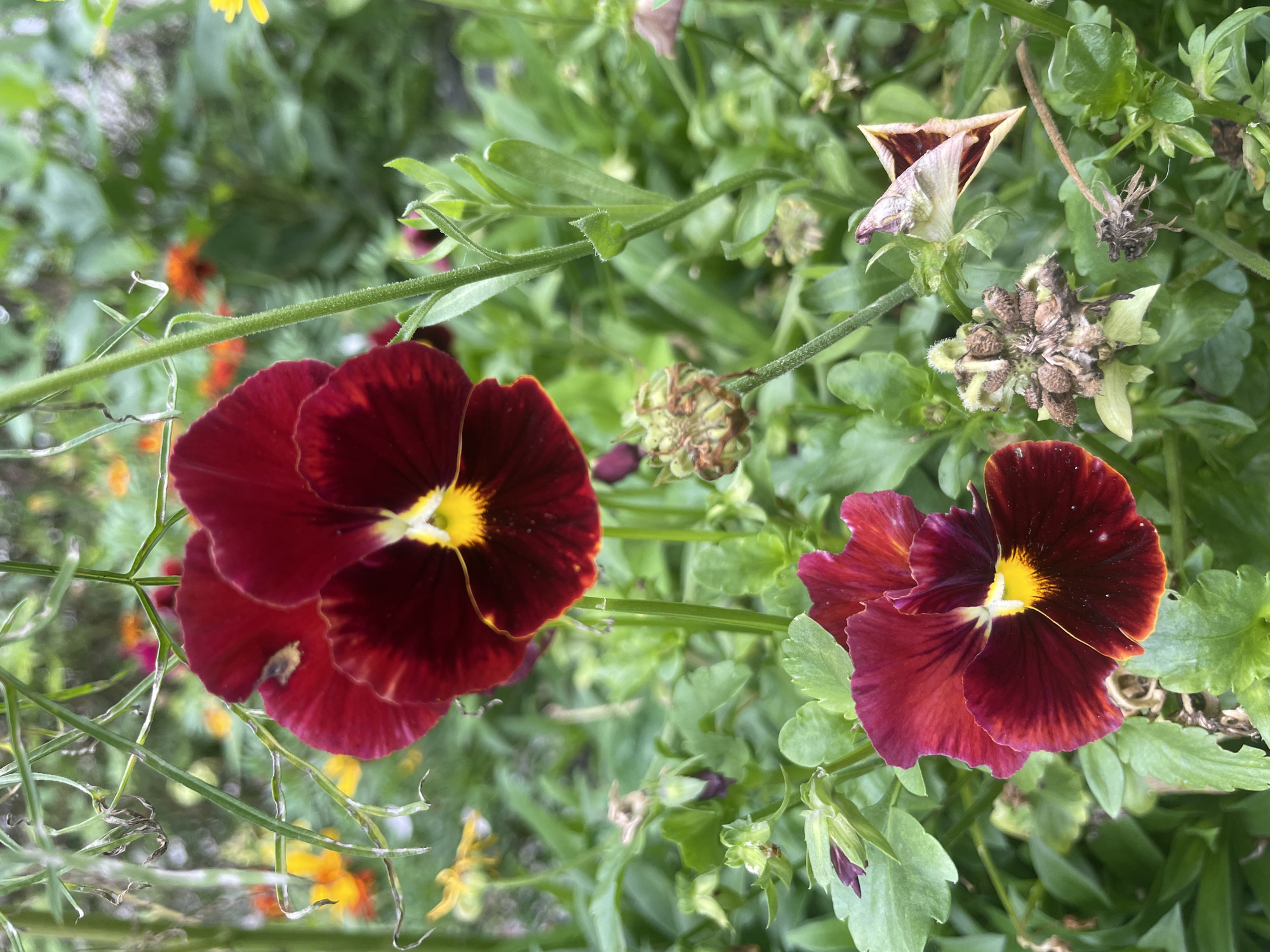 Two deep red pansies with yellow centers are in focus in the foreground, surrounded by green foliage and other blurred flowers in the background. The pansies are positioned at different heights, with one slightly above and to the left of the other. Several seed pods are visible, some closed and some open, showing small seeds. The overall setting is an outdoor garden with a soft, bokeh effect. The location is Unknown, Unknown.
