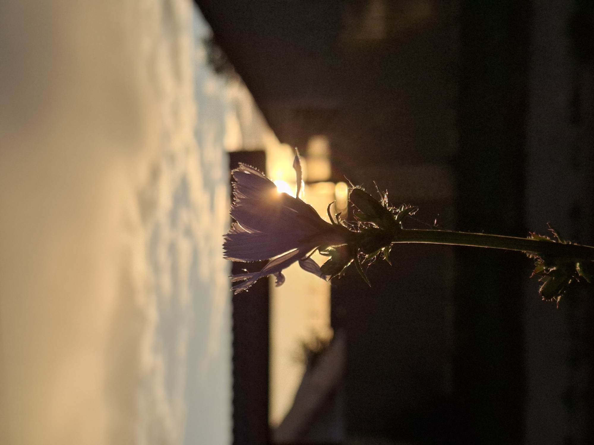 The image is a close-up, vertically oriented photograph of a single purple wildflower in silhouette against a bright, golden sunset. The flower is on a thin stem, with several buds or smaller flowers visible further along the stem. The petals of the main flower are delicate and fringed, with the light of the setting sun shining through them, creating a halo effect. The background is divided, with a brightly lit, softly blurred area on the left, likely the sky illuminated by the sunset, and a darker, out-of-focus area on the right, suggesting buildings or other structures. The overall mood is serene and contemplative, possibly capturing a moment of quiet beauty at the end of the day. The lighting suggests it is late afternoon or early evening. There is no visible text in the image. The location context provided is Chaikovsky, Russia.