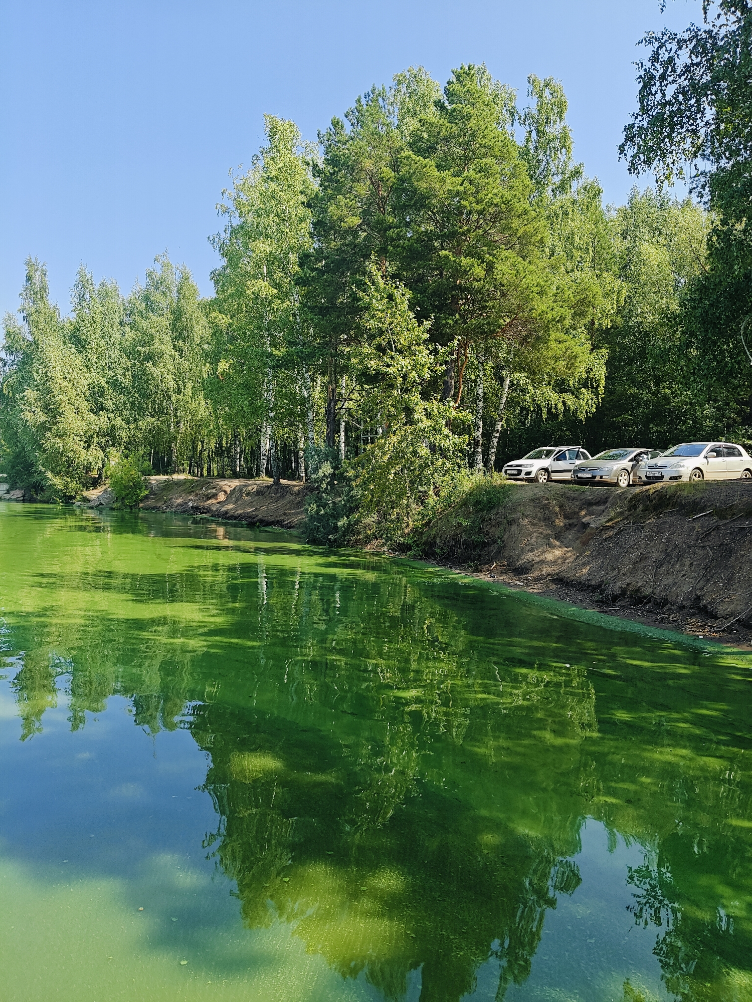 The image depicts a body of water, likely a lake or pond, with a thick green algae bloom on its surface. The water is surrounded by a dense forest of deciduous and coniferous trees. On the bank of the water, a dirt road runs parallel to the water's edge, and on this road, three cars are parked: a white hatchback on the left, a silver sedan in the middle, and another white sedan on the right. The sky is clear and blue, indicating a sunny day. The overall scene suggests a natural, perhaps semi-rural or park-like setting. The specific location in Chaikovsky, Russia, is not visually discernible from the image itself, but the context provided suggests it is a waterfront area within or near the city.