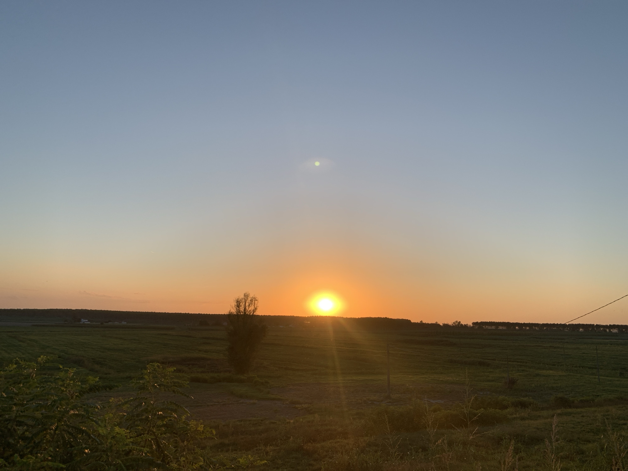 A sunset scene over a rural landscape in Codigoro, Italy. The sky transitions from a pale blue at the top to a vibrant orange near the horizon. The sun, a bright, glowing orb, is positioned just above the horizon, casting a warm light and visible rays across the scene. A single, slender tree stands in silhouette to the left of the sun. In the foreground, a field of green crops stretches out, with some areas appearing dry or fallow. In the distance, a line of trees forms the edge of the landscape. A faint, blurry object, possibly a distant building, is visible in the field. The overall impression is one of a tranquil evening in the Italian countryside.