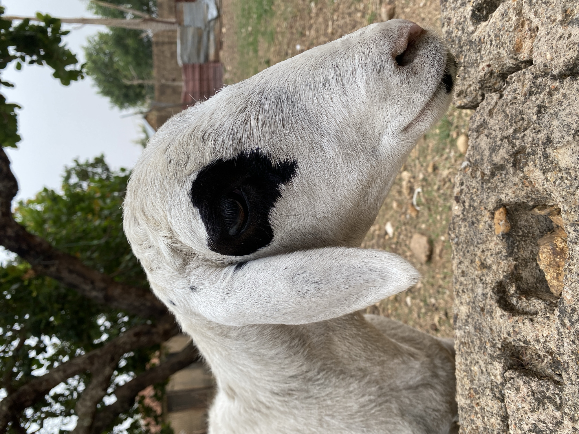 The image depicts a close-up of a white and black goat's head in Vom, Nigeria. The goat's head is facing slightly upward and to the right of the frame, with a black patch around its eye. The goat's fur appears short and dense. The background includes a blurry mix of foliage, what appears to be corrugated metal roofing, and a textured stone surface on the right.
