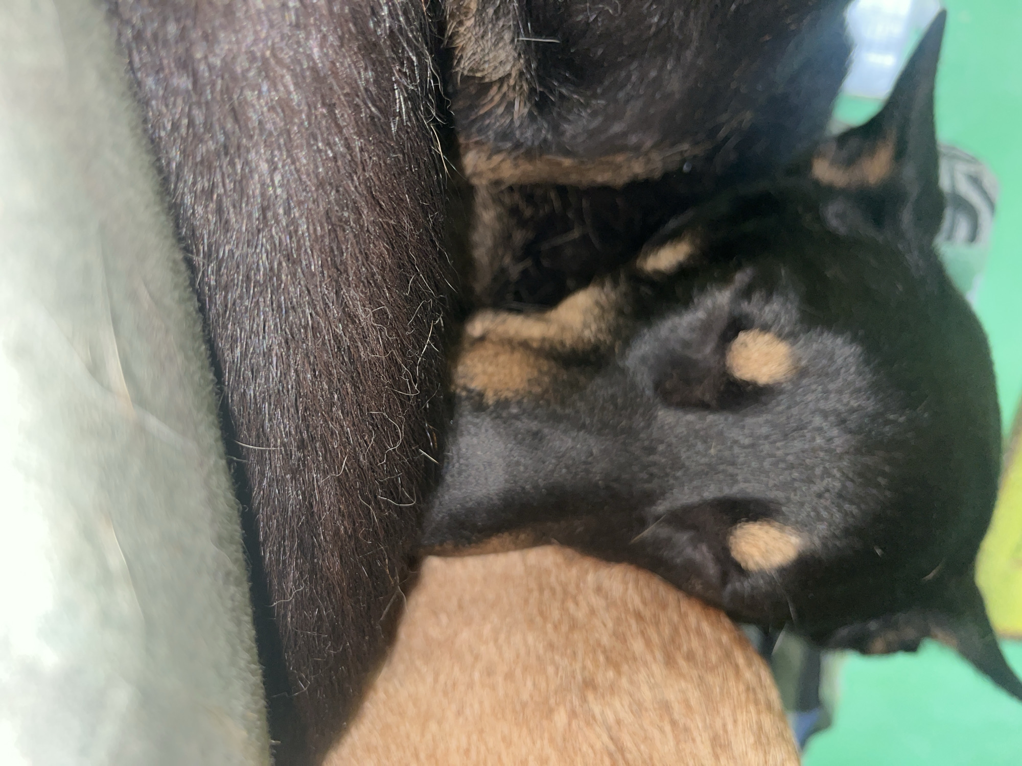 The image shows a close-up of two dogs sleeping. The dog in the foreground has black fur with tan markings around its eyes and ears. It is resting its head on another dog, which appears to have tan fur. The background is out of focus and appears to be a greenish surface, possibly a wall or blanket. There is no identifiable information in the image to suggest a location in Nizhny Tagil, Russia.