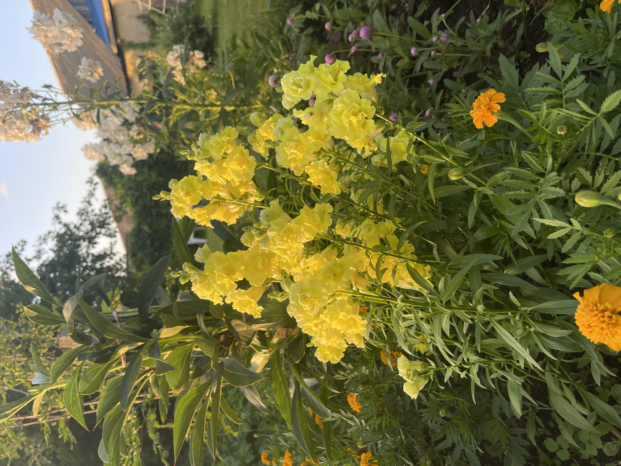 A close-up, eye-level shot captures a cluster of vibrant yellow snapdragon flowers in full bloom, bathed in the warm, golden light of a setting sun. The snapdragons, with their distinctive lipped petals, form the central focus, their numerous blossoms creating a lush, textured display. Behind them, the feathery leaves of a large plant, possibly a peony, create a backdrop of deep green.
Scattered amongst the snapdragons are smaller, bright orange marigold flowers, adding pops of contrasting color to the scene. In the background, tall stalks of white flowers, possibly phlox, reach upwards towards a pale blue sky. The soft focus of the background suggests a garden setting, with hints of trees and a rustic building with a brown roof and blue trim, likely a dwelling or outbuilding, visible through the foliage. The overall impression is one of a tranquil, late summer or early autumn garden in the village of Perevoznoe, Russia, characterized by abundant floral life and the gentle glow of twilight. There are no people or animals present in the image.