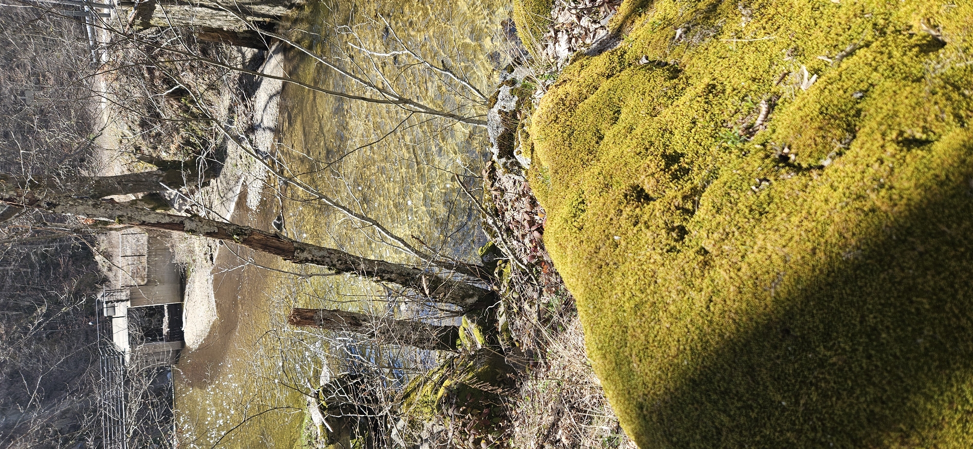 The image shows a section of the Blagoevgradska Bistritsa river in Blagoevgrad, Bulgaria. The river flows in the middle-ground, with clear water revealing the rocky riverbed. On the right, a large rock formation is covered in bright green moss. Bare trees and branches line the riverbank. In the background, a dam or other concrete structure can be seen. The scene is lit by sunlight, creating shadows on the moss.