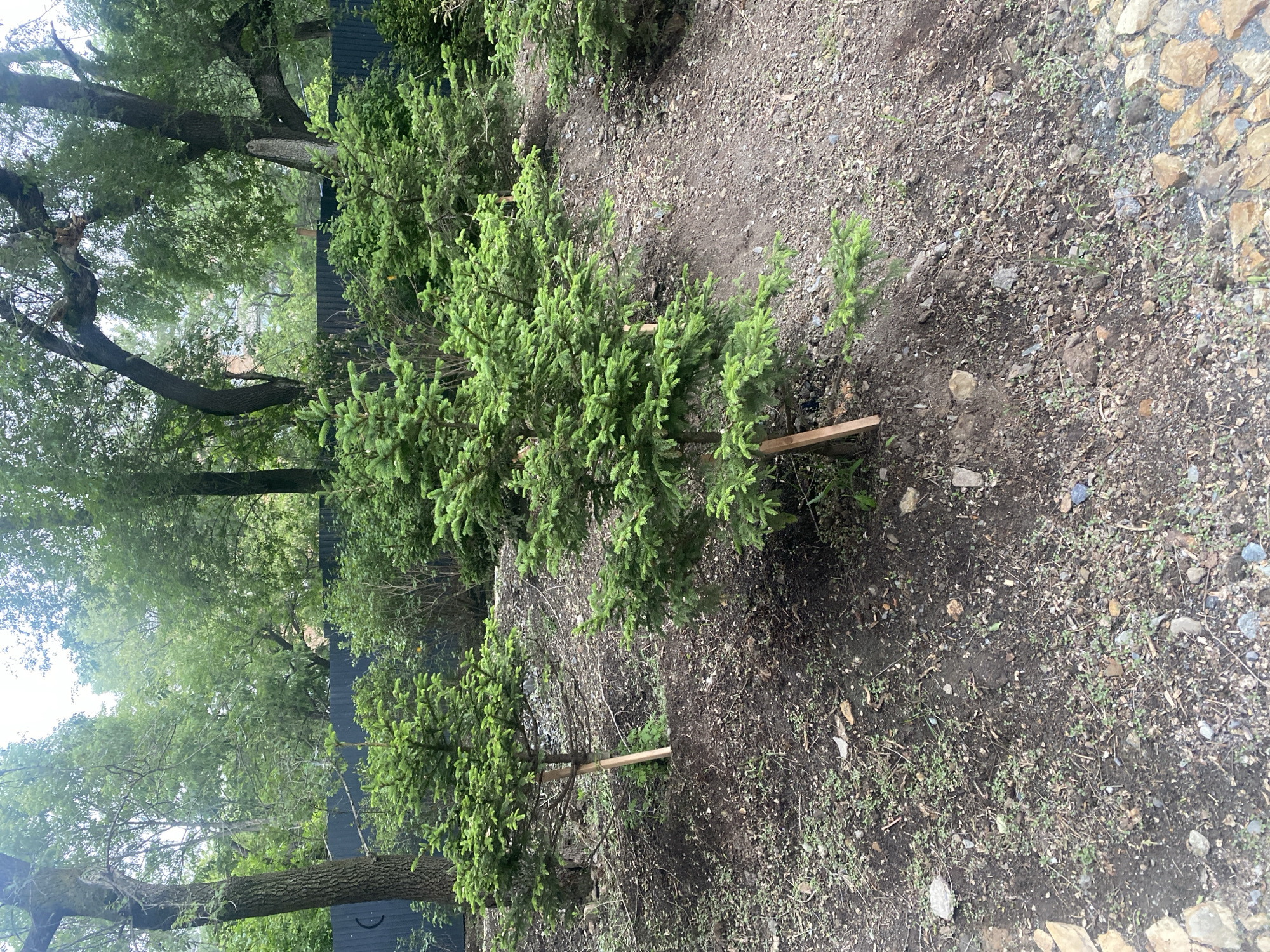 In a natural outdoor setting, a cluster of young evergreen trees are planted in an area with rocky soil and sparse vegetation. The trees are of varying heights, with the tallest in the center of the frame, reaching approximately chest height for an adult. The largest tree is supported by a wooden stake. In the background, a dark metal fence runs horizontally, separating the area from dense foliage and mature trees. Sunlight filters through the canopy of the larger trees, creating a dappled lighting effect on the ground. The scene appears to be in a park or garden.