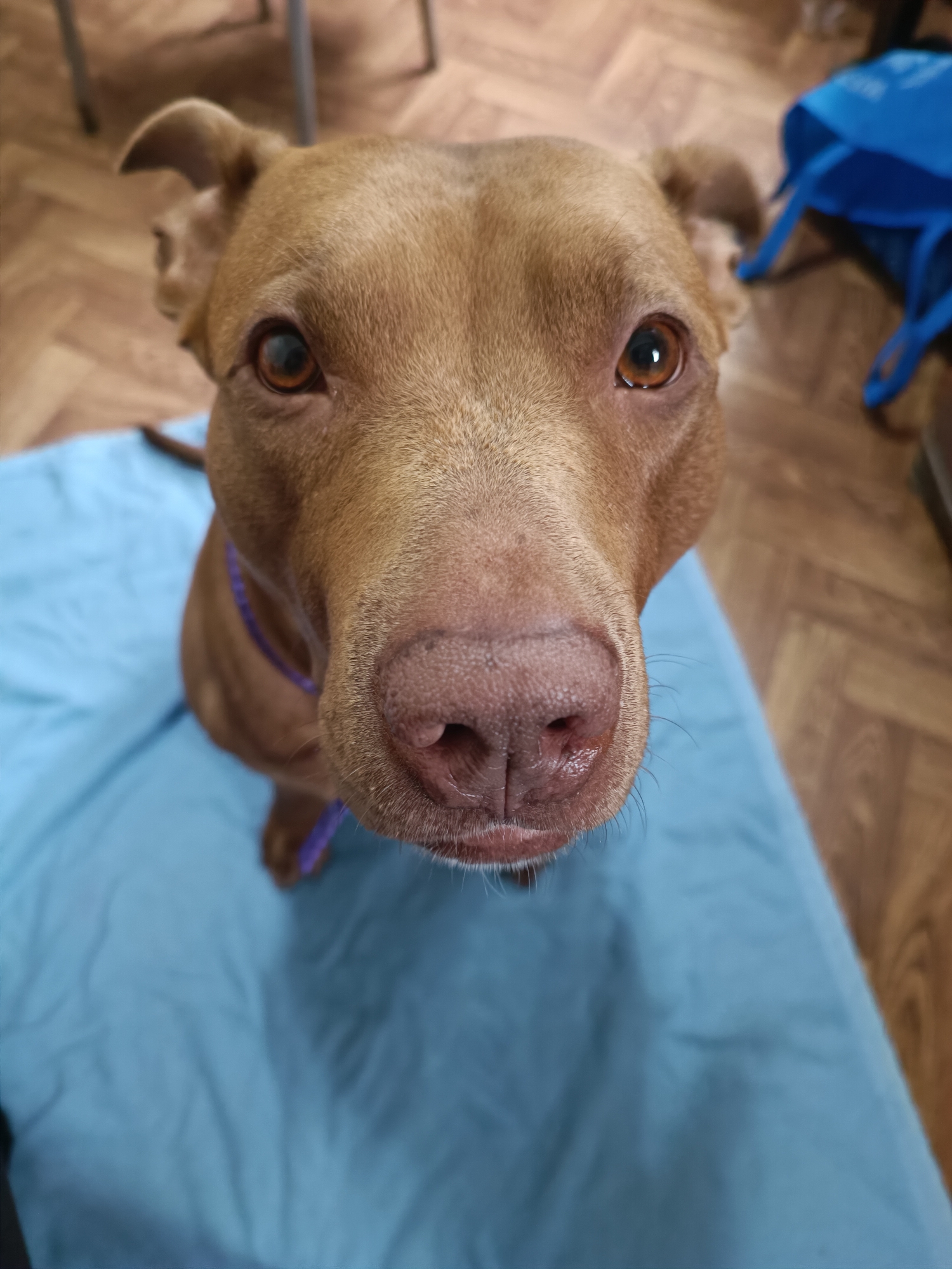 An indoor, eye-level shot features a close-up of a medium-sized, fawn-colored dog, possibly a pitbull mix, sitting on a light blue blanket. The dog is looking directly at the camera with amber-colored eyes. Its nose is prominent and pinkish-brown. A thin, purple collar is visible around its neck. The background is blurred, showing a wooden floor and a glimpse of furniture and a blue tote bag. The scene appears to be domestic. There is no indication of the city of Zatoka, Ukraine.