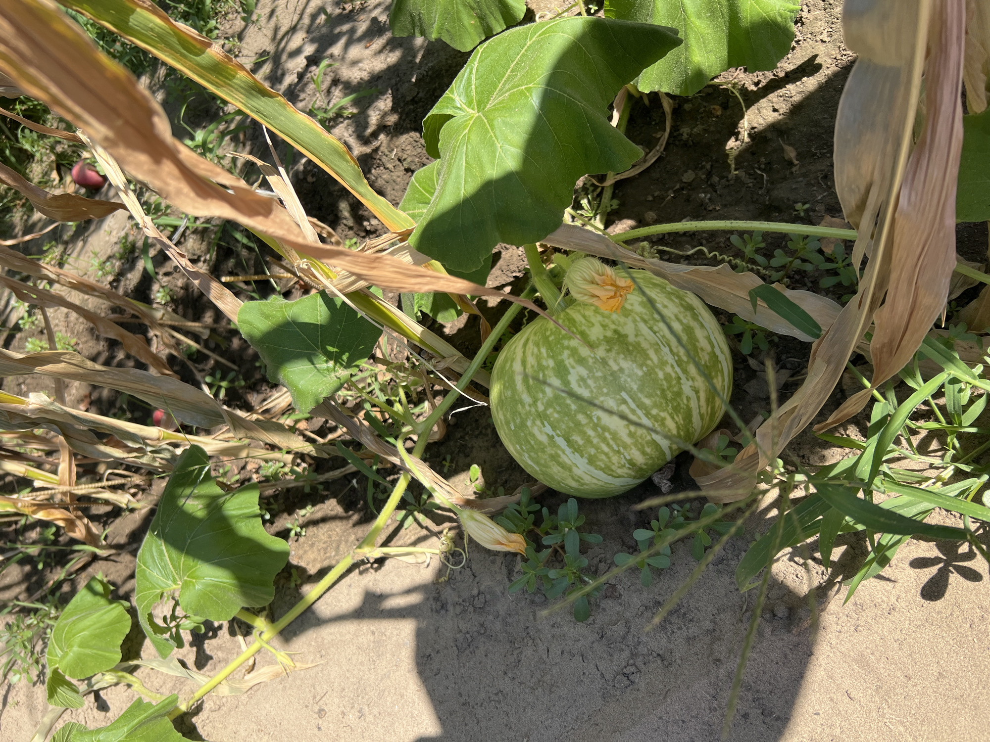 The image depicts a partially ripe green and white striped squash growing on a vine in a garden bed. The squash is round and has a visible stem connecting it to the plant. Several large, green leaves from the squash plant are visible, along with some dry, brown foliage, suggesting the plant is nearing the end of its growing season. The ground is a mixture of soil and sand, with some sparse green weeds growing around the plant. In the background, a reddish object, possibly another fruit or vegetable, is partially visible amongst the dry plant stalks. The scene is illuminated by sunlight, casting shadows on the ground. The location is a garden in Krasnoslobodsk, Russia.