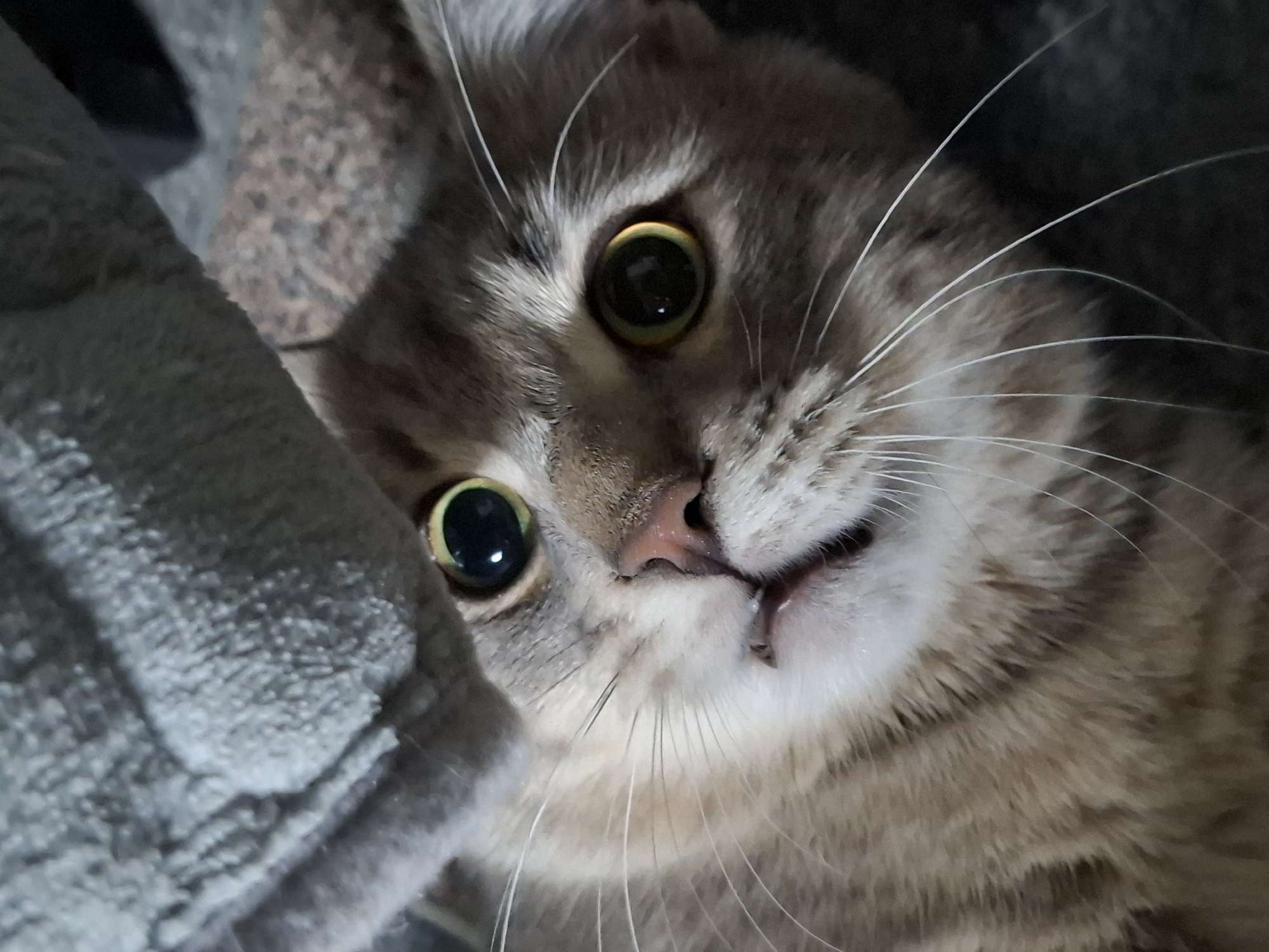 A close-up photo shows a gray tabby cat with large, round, black eyes and a pink nose. The cat's face is tilted slightly, revealing a glimpse of its teeth. The background is blurred and appears to include a gray blanket or soft surface. The location in the city of Novi Sad, Serbia is not ascertainable from the image.