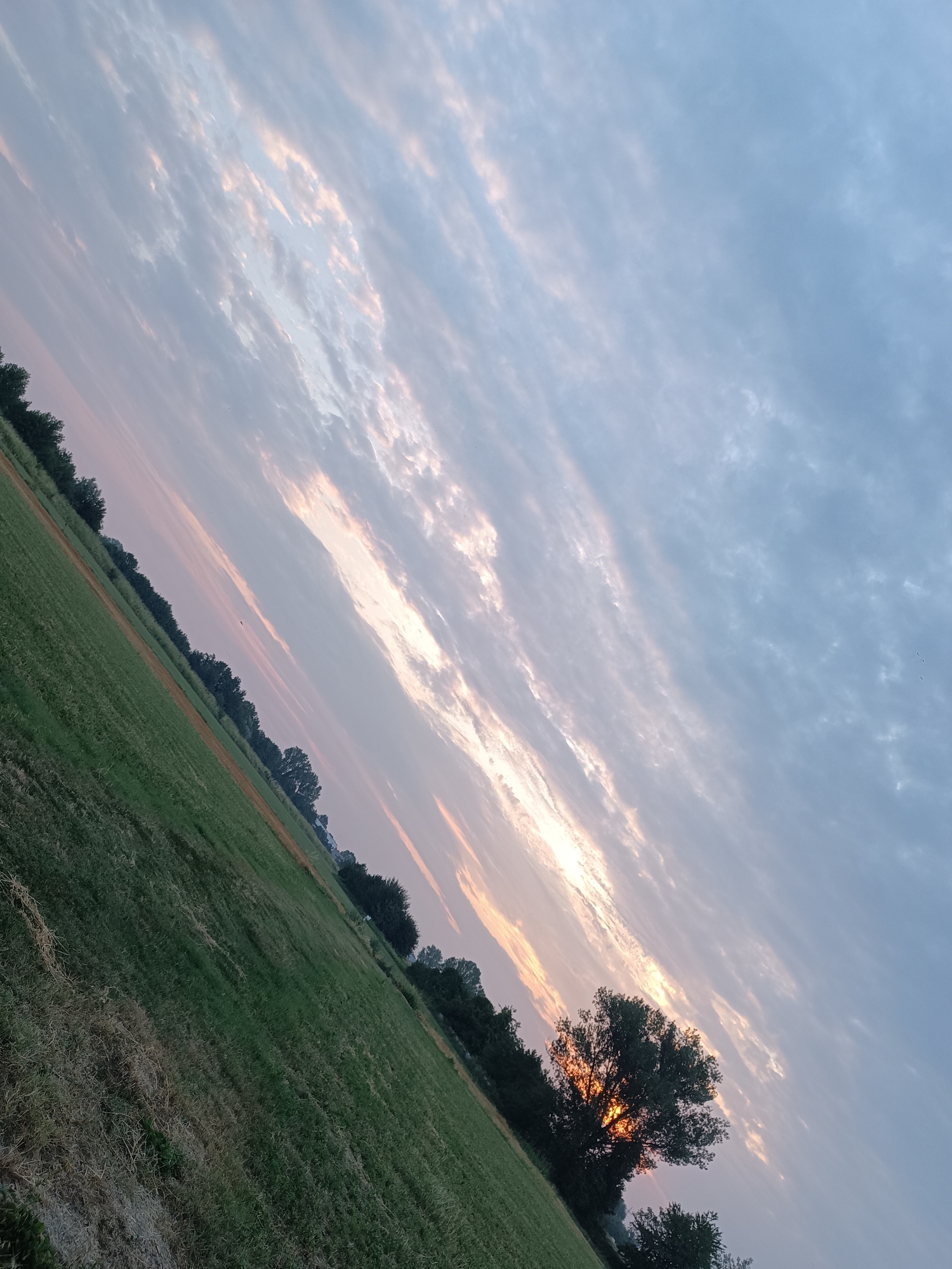 The image depicts a rural landscape at dusk, likely on the outskirts of Viadana, Italy. The scene is dominated by a vast expanse of green field, tilted diagonally from the bottom left to the top right of the frame. A line of trees borders the field in the middle ground, creating a natural boundary. Above the trees, the sky is filled with wispy clouds, illuminated by the setting sun, which casts a warm glow and creates streaks of orange and pink light. One large tree, silhouetted against the bright sky, is prominently featured in the lower right portion of the image, with the sun peeking through its branches. The overall atmosphere is serene and natural, characteristic of the countryside surrounding Viadana. There are no people or visible animals in the frame.
