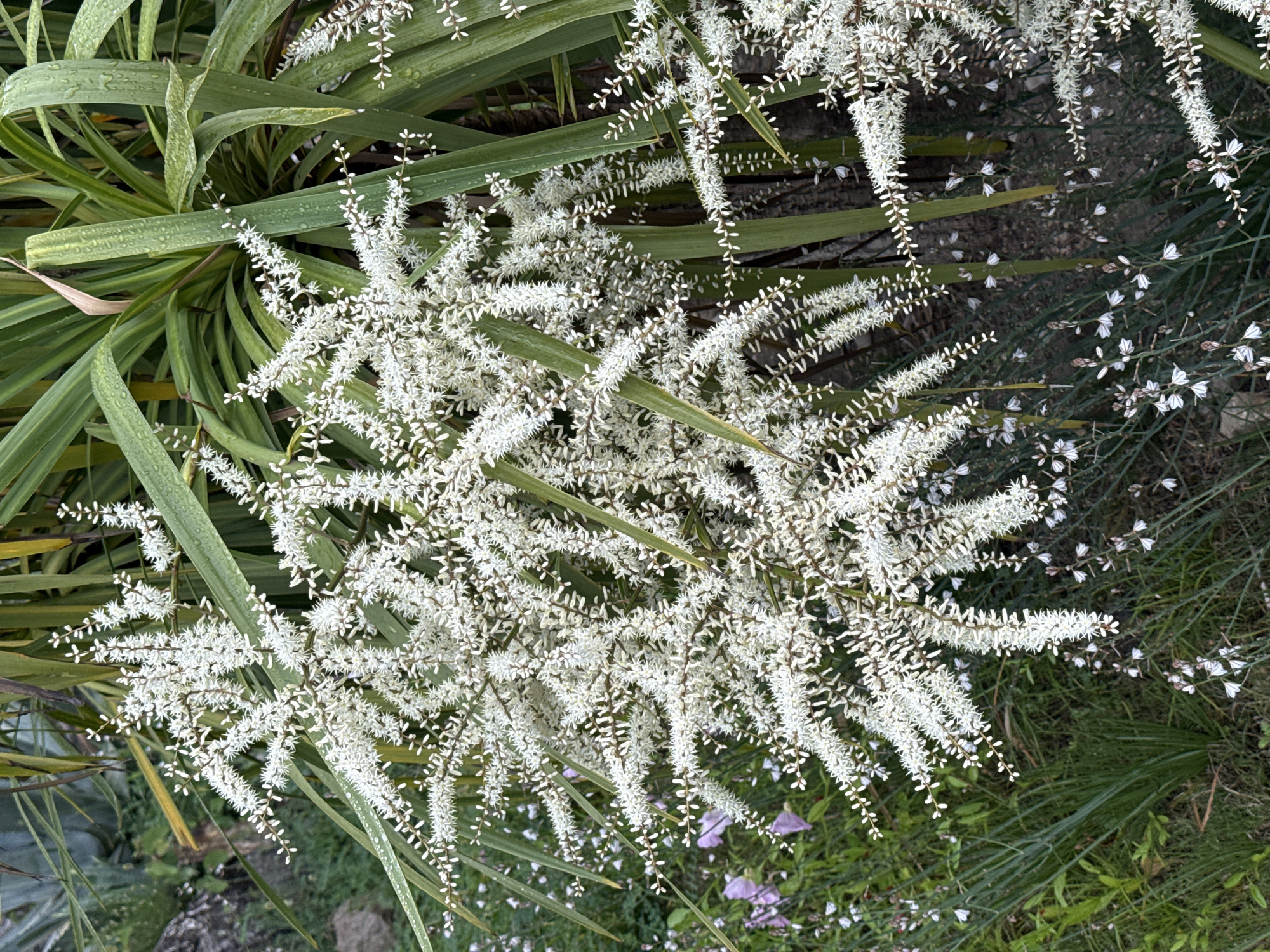 The image captures a cluster of white, cascading flowers on a plant with long, green, blade-like leaves, possibly a Dracaena species. The flowers appear dense and somewhat frothy, extending from the plant. Additional finer white flowers are scattered among slender green stems in the background. The scene is set outdoors, likely in a garden, with other greenery and some purple flowers visible at the bottom. The location is Unknown, Unknown.