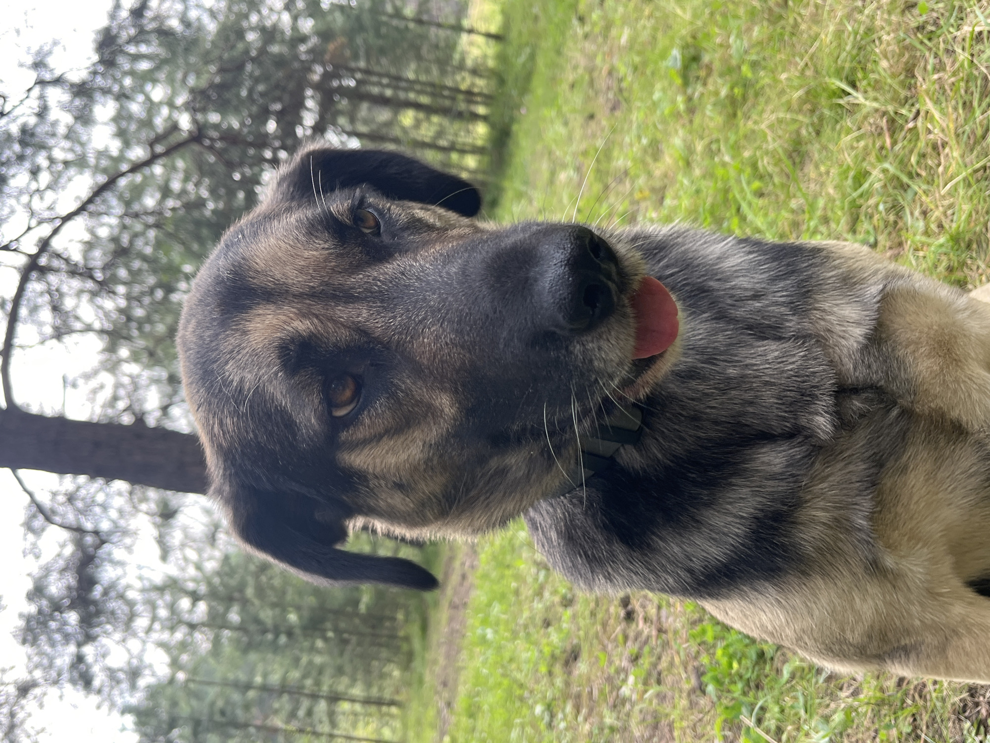 A medium shot portrait captures a dog with a dark, gray, and tan coat, looking slightly to the right with its tongue extended. The dog is wearing a dark collar. It is seated outdoors on a grassy area. The background is blurred, featuring trees and foliage, suggesting a natural setting such as a park or forest. The lighting indicates an overcast day. No specific location in Nizhny Tagil, Russia, is discernible from the image.