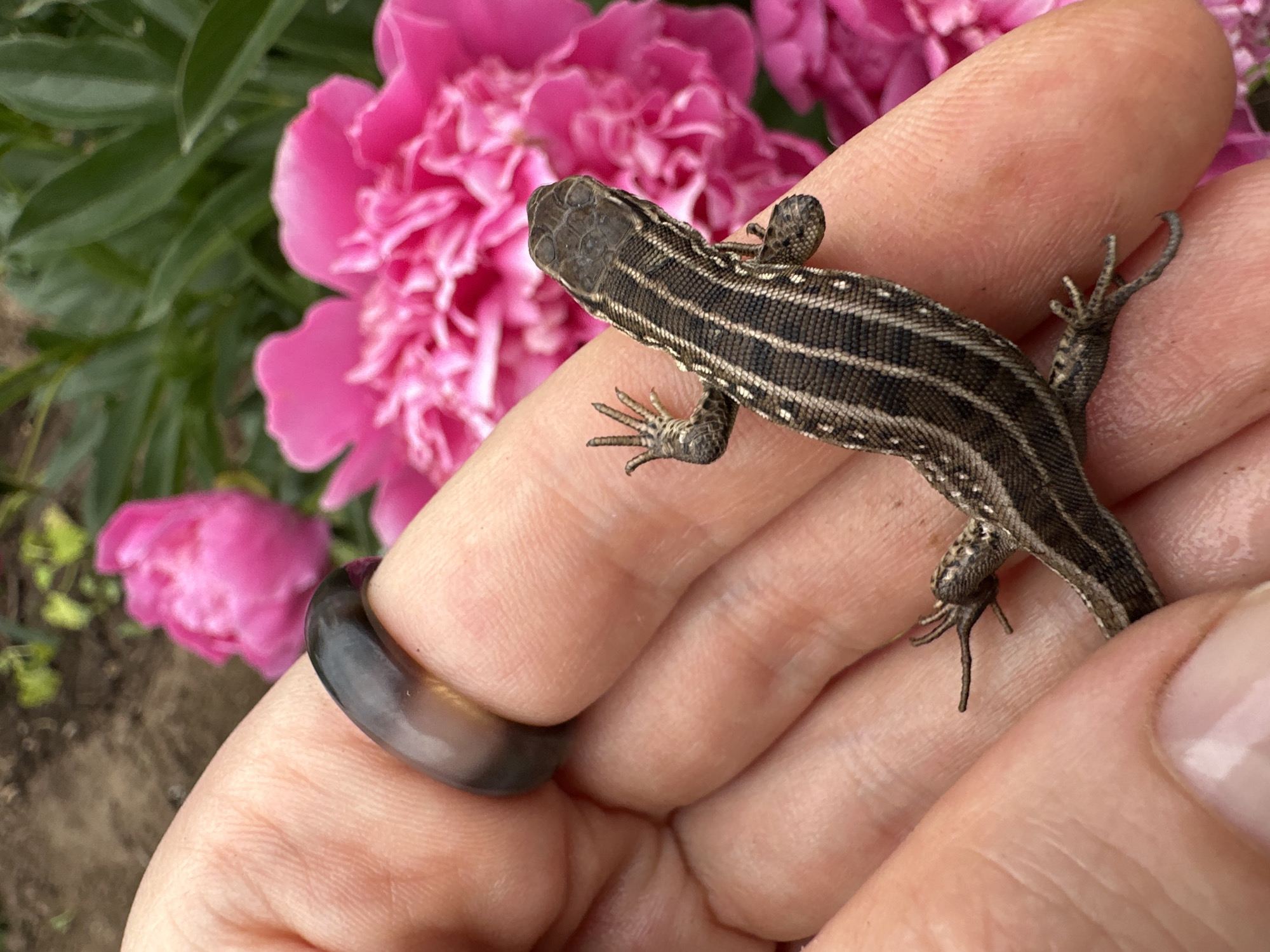 A close-up shot captures a small, brown and grey striped lizard perched on a person's hand. The lizard's body is angled slightly to the right, with its head facing left. Its limbs are splayed, with its front left leg raised. The person's hand is open, with the lizard resting on the palm and fingers. A dark, polished ring adorns the person's index finger. In the background, vibrant pink peony flowers bloom against a backdrop of green foliage and dark soil, suggesting an outdoor garden setting, possibly in Chaikovsky, Russia, given the commonality of peonies and outdoor gardens in the region.