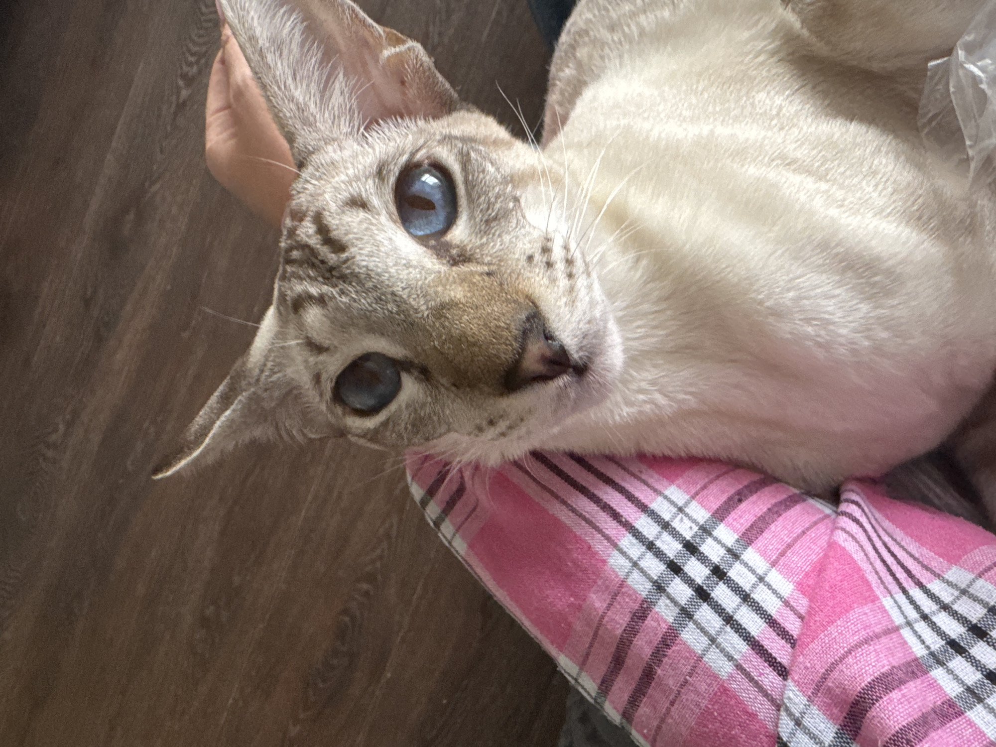 A close-up, eye-level shot captures a Siamese cat with striking blue eyes and light-colored fur. The cat is positioned on the lap of a person wearing a pink and black plaid shirt. The background consists of a wooden floor. The image is a candid photograph taken indoors. There is no information available to suggest this image was taken in the city of Ufa, Russia.