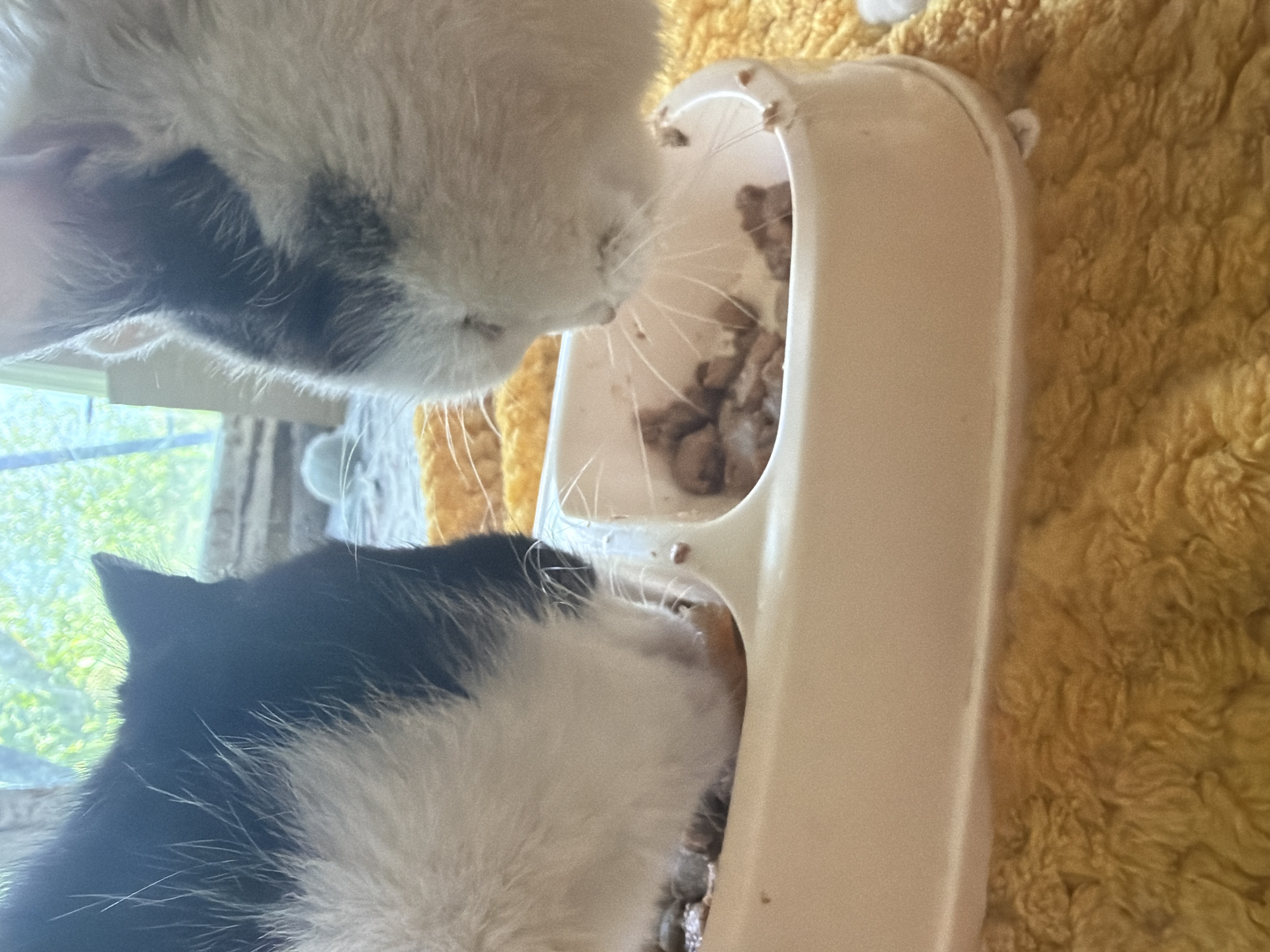 Two black and white cats eat out of a white, elevated food dish. A yellow shag rug is next to the food dish. A window is visible in the background. The location is unknown and cannot be determined from the image.