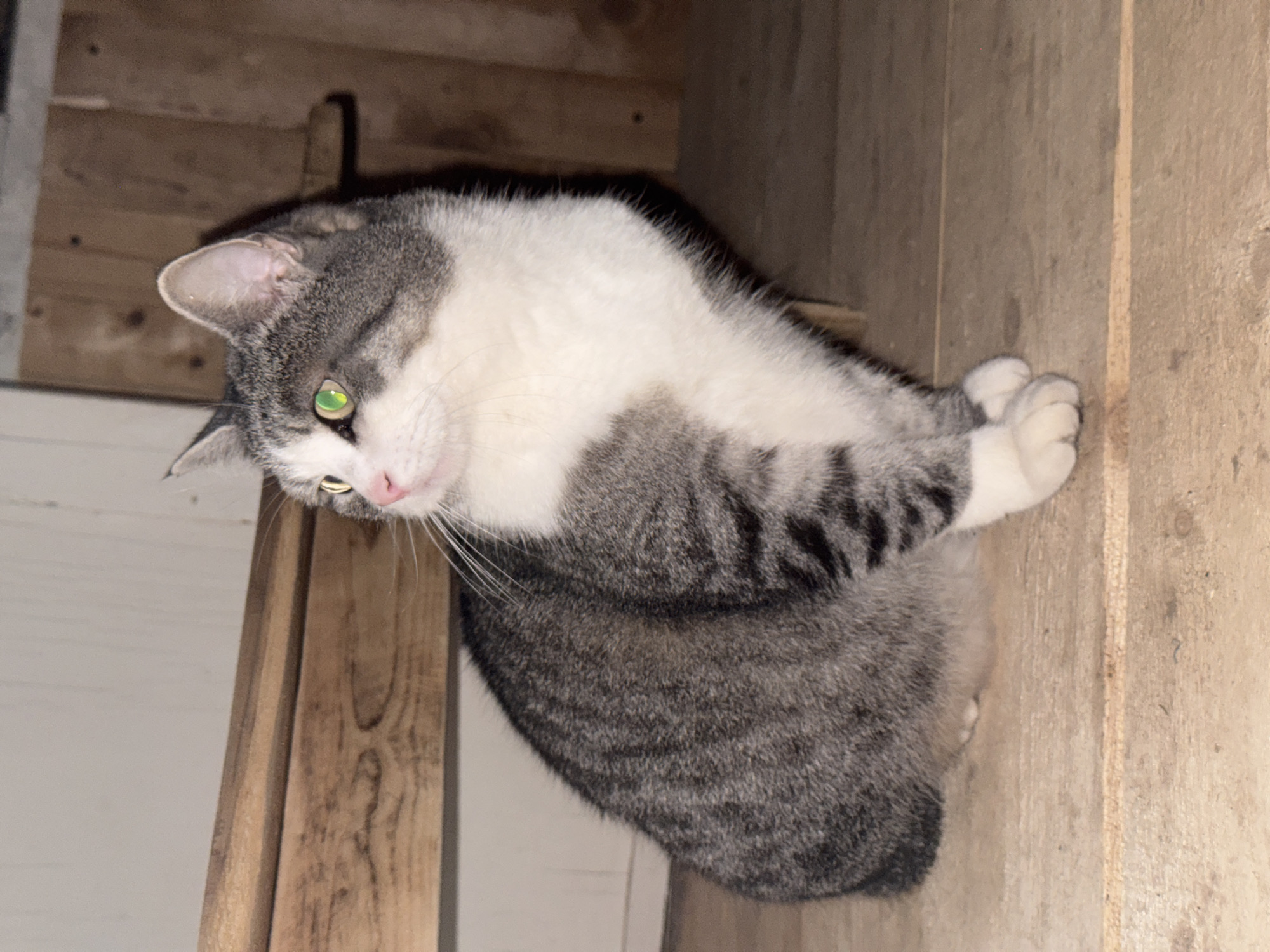 A medium-sized, short-haired cat with white and grey fur lies on a wooden surface, presumably a shelf or ledge. The cat's body is oriented diagonally, with its head turned towards the left side of the frame. It has green eyes and is looking slightly upwards. Its front paws are crossed over each other. The background consists of rough wooden planks and a partial view of a white wall. The image's location in Chastyye, Russia, is not discernible from the visual information provided.