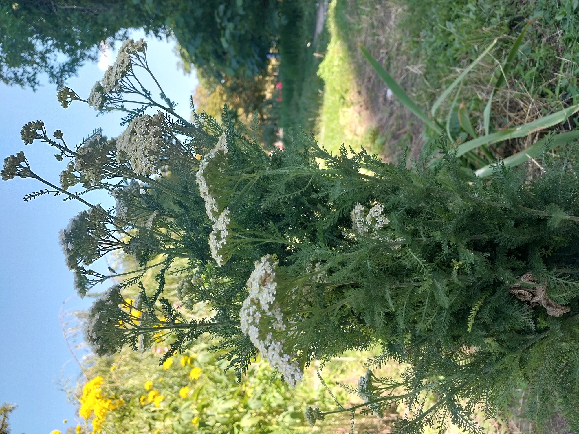 A close-up, eye-level shot focuses on the upper portion of a plant with feathery green leaves and clusters of small white flowers, likely Yarrow, set against a bright blue sky. The plant is dense and bushy, with numerous delicate stems branching out to support the flower clusters. Some of the flowers are fully bloomed, appearing as flat-topped sprays of tiny white florets, while others are still in bud. To the left, out of focus, are bright yellow flowers and green foliage, suggesting a garden or natural setting. In the background, also out of focus, are more trees and a glimpse of a grassy area with a path. The lighting suggests it is daytime and sunny. The scene is located in a park or garden area in the city of Dnipro, Ukraine, with the foliage and clear sky characteristic of a warm day. There are no people or animals visible in the image.