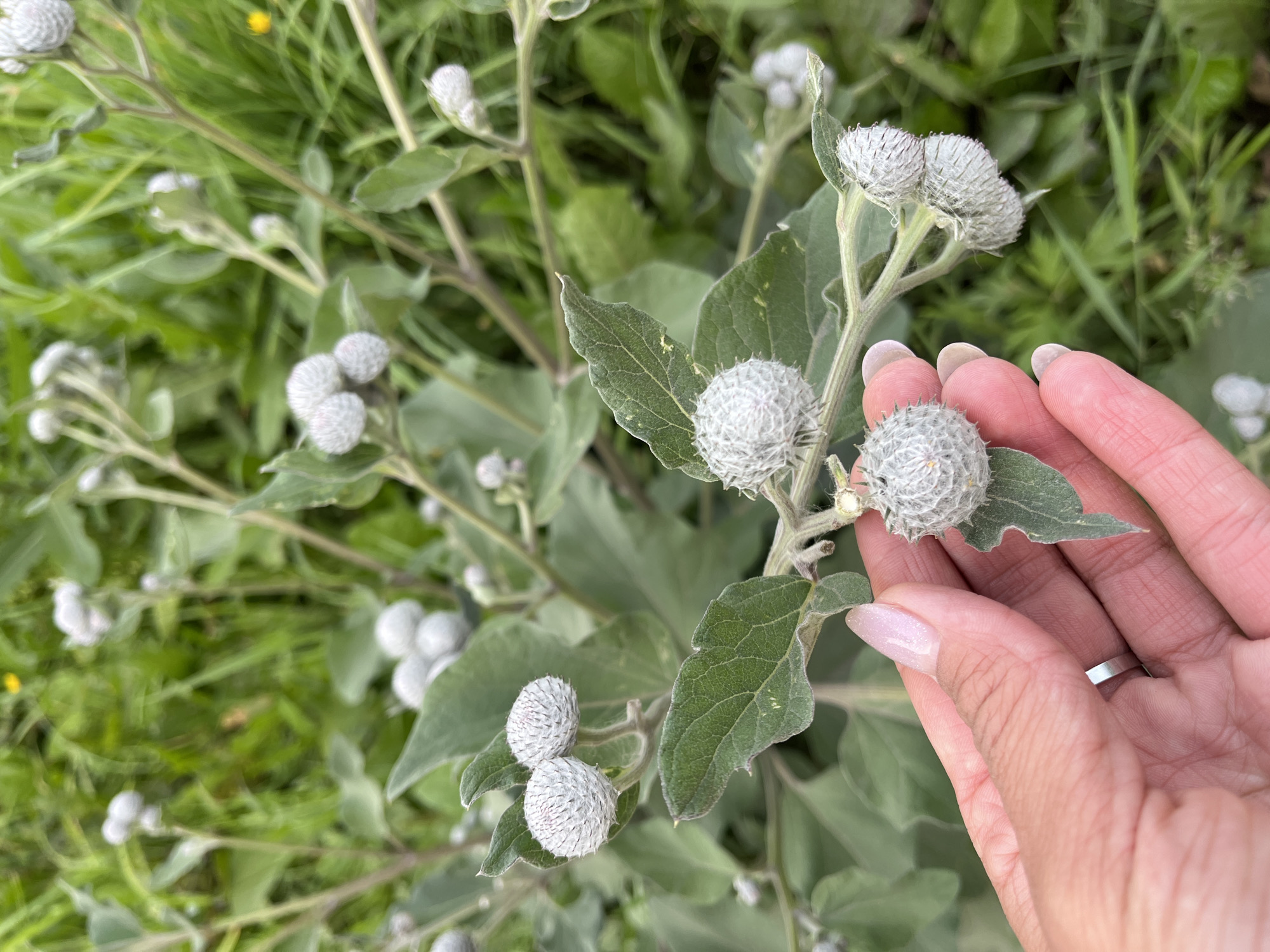 A close-up, eye-level outdoor shot features a person's left hand, with polished fingernails and a silver ring, gently touching the burrs of a plant. The burrs are spherical, covered in fine, spiky fibers, and are predominantly light gray in color. The plant has large, rough green leaves with visible veins. The background consists of lush green grass and other similar plants, some with unopened buds. The lighting suggests it is daytime. The specific location is not discernible from the image itself; therefore, it cannot be confirmed to be Petropavlovsk-Kamchatsky, Russia.