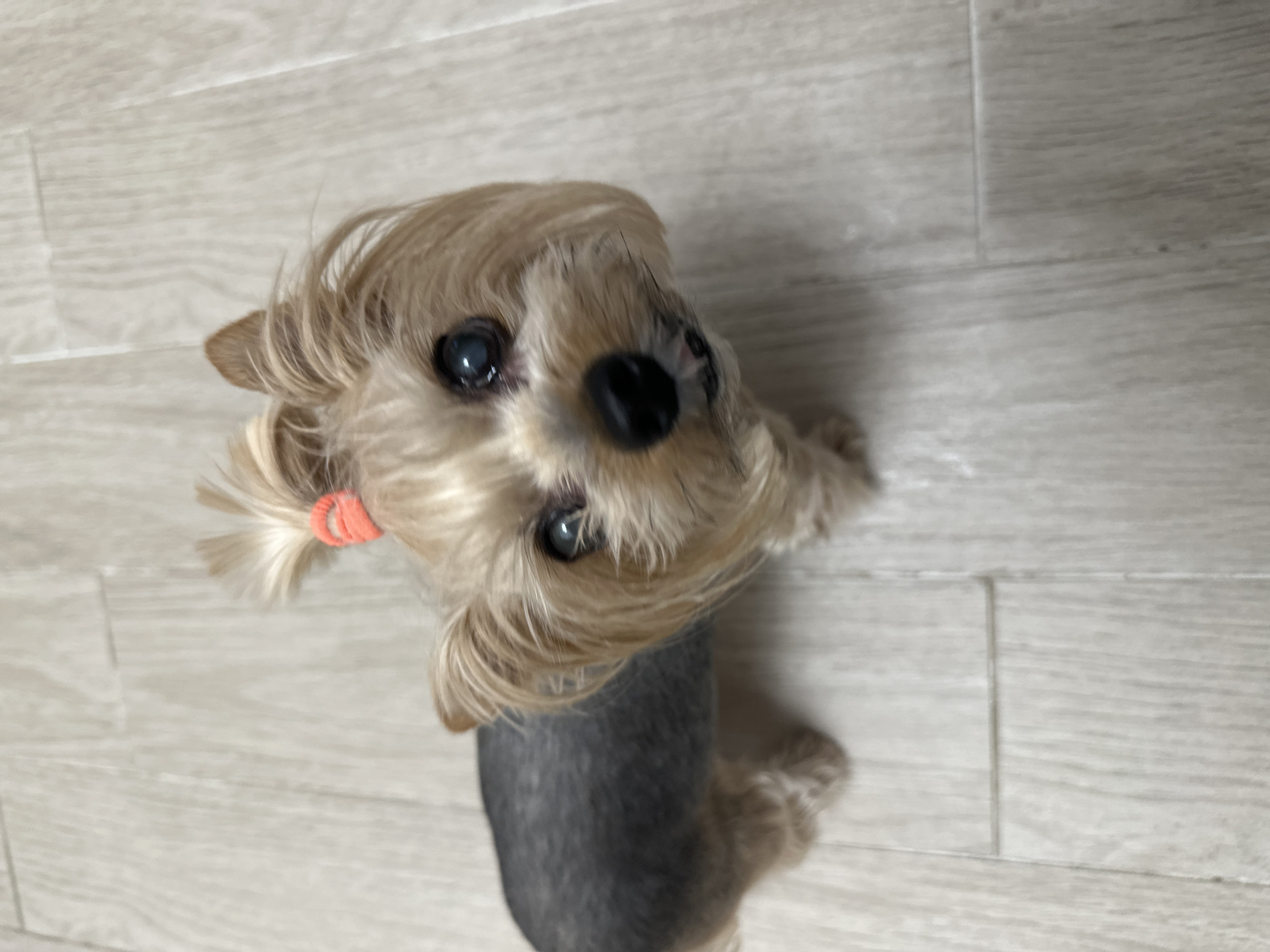 A small, tan and gray Yorkshire Terrier with a black nose and blue eyes is positioned on a light gray, wood-patterned floor. The dog's head is tilted upwards and facing the camera. The dog has a small ponytail secured with an orange hair tie. The location of the image is undetermined, and Sofia, Bulgaria, is not discernible from the image.