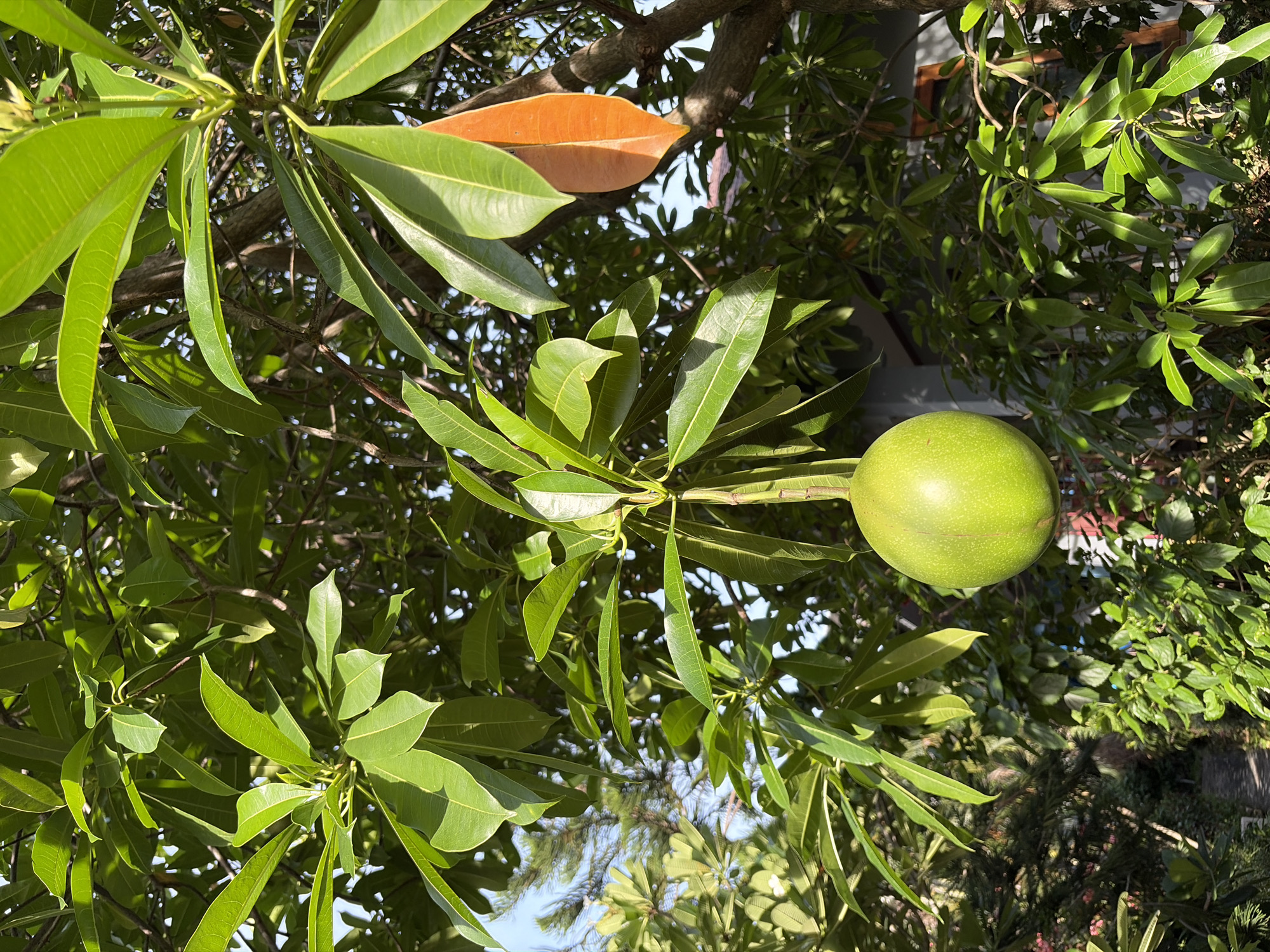 This is a close-up, upward-facing shot of a tree with vibrant green leaves and a single, round, green fruit hanging from a branch. The fruit is the most prominent object, positioned slightly to the right of the center of the frame. Sunlight filters through the leaves, creating highlights and shadows. One leaf in the upper left quadrant of the image is a striking orange, contrasting with the surrounding green foliage. The background shows more greenery and hints of a building with a wooden-framed window, suggesting a residential or garden setting. The overall impression is one of lush vegetation and a bright, sunny day. The image appears to be taken outdoors in a tropical or subtropical environment, given the foliage and fruit. There is no visible text.