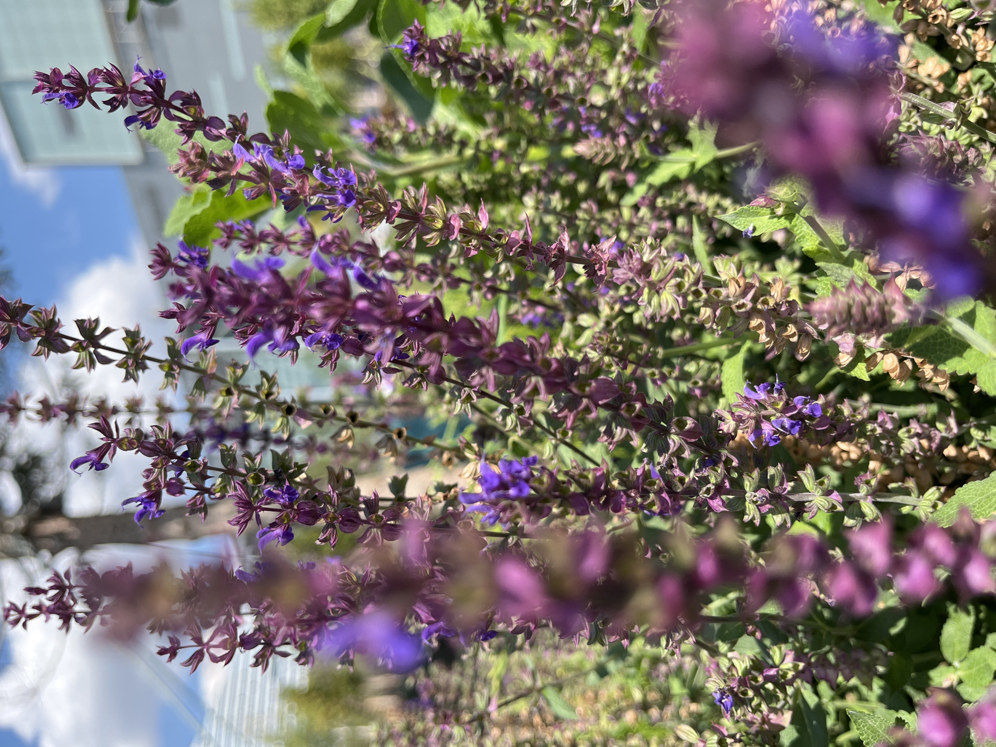 The image depicts a close-up view of purple salvia flowers in bloom. The flowers are clustered on tall, slender stalks, with many small blossoms in various shades of purple and magenta. The background is blurred, but suggests an outdoor urban environment with hints of buildings and trees, possibly in Astana, Kazakhstan, given the context. The lighting suggests it is daytime, with bright sunlight illuminating the flowers. There are no people or animals visible in the image.