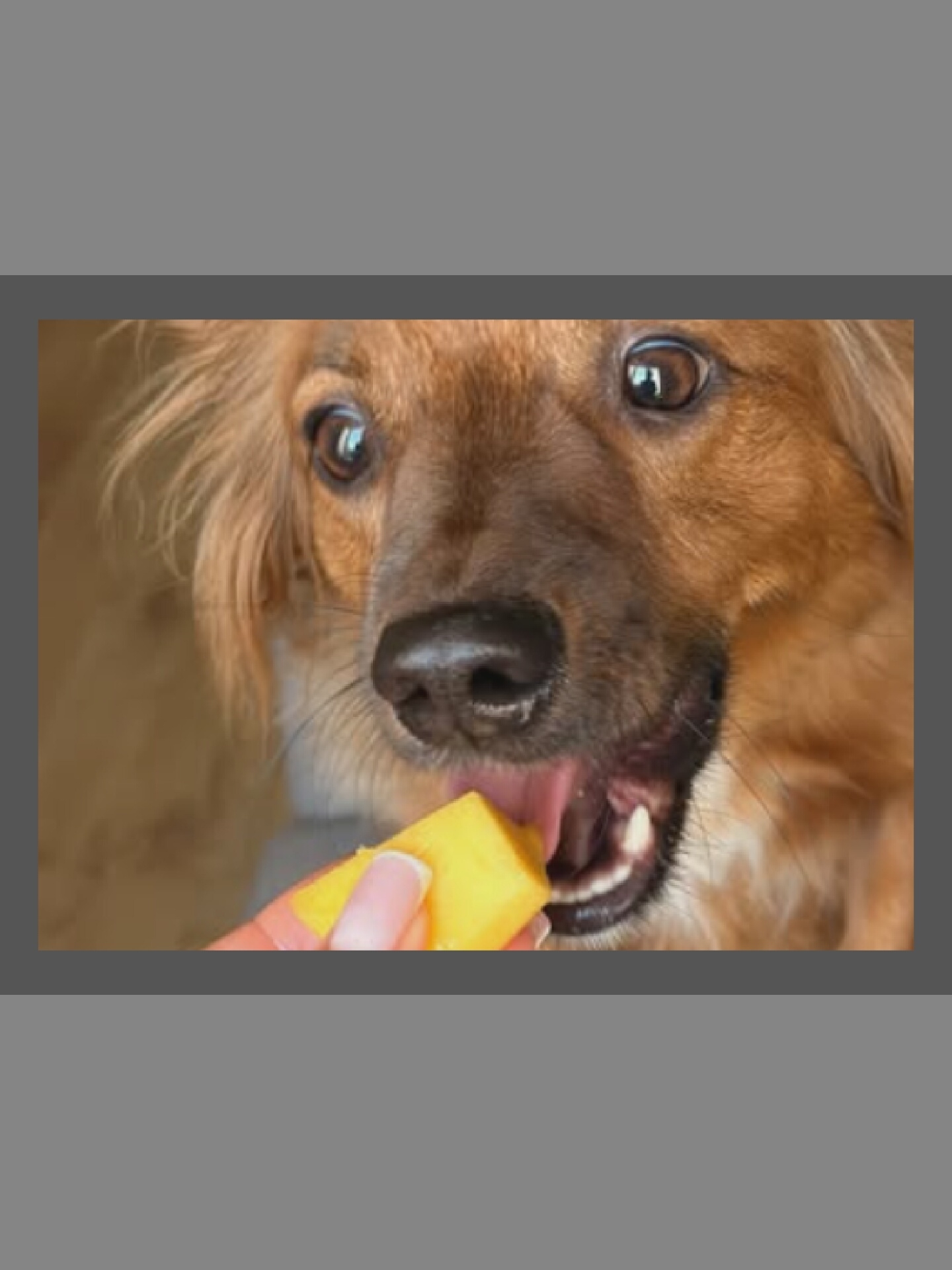 A close-up, eye-level shot captures a medium-sized, light brown dog with its mouth open as it eats a yellow food item. The dog's eyes are wide, and its tongue is visible. A person's hand is holding the food item near the dog's mouth. The background is blurred, with warm, golden tones.