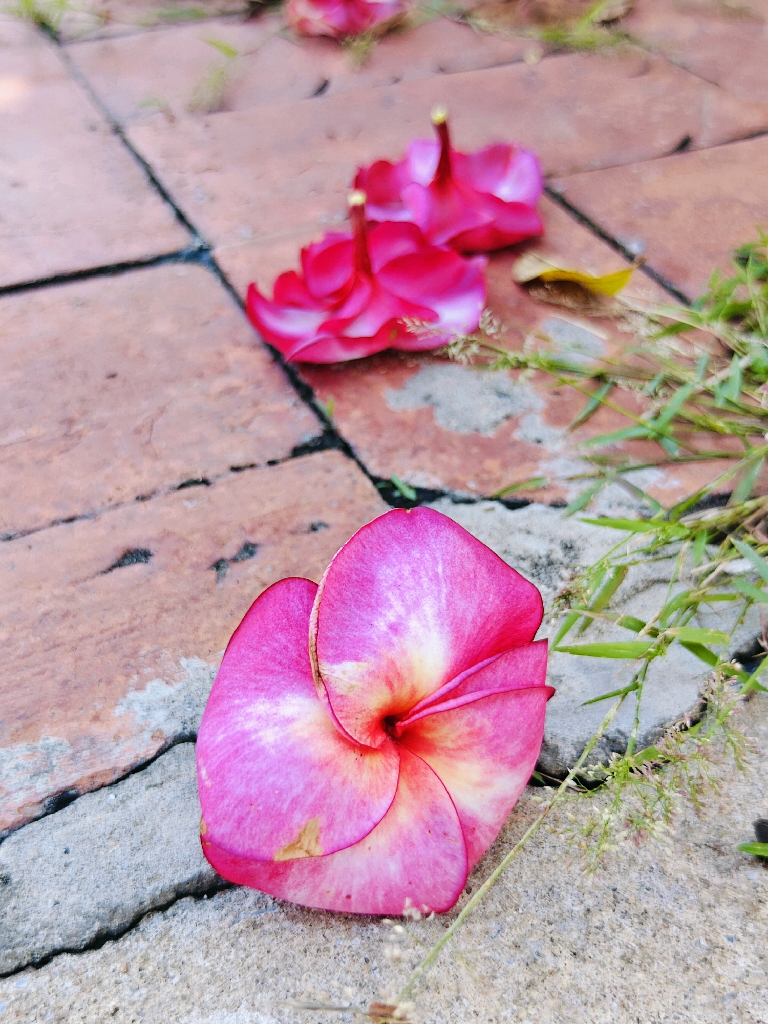 A close-up, low-angle shot captures several fallen pink and yellow frangipani flowers scattered across a textured surface composed of reddish-brown brick pavers and rough gray concrete. In the foreground, a single large frangipani flower is prominently displayed, its petals unfurling in shades of vibrant pink transitioning to a soft yellow at the center. To the upper right and background, more frangipani flowers are visible, their shapes less defined due to the shallow depth of field and focus. Green blades of grass and thin stems with small white seed heads grow between the pavers and along the concrete edge, adding a touch of wildness to the scene. The lighting appears natural, casting soft shadows and highlighting the delicate textures of the flowers and the ground. The overall setting suggests an outdoor environment, possibly a pathway or garden area within the historic grounds of Phra Nakhon Si Ayutthaya City Municipality, Thailand, where such flora is common. No people are present in the image.