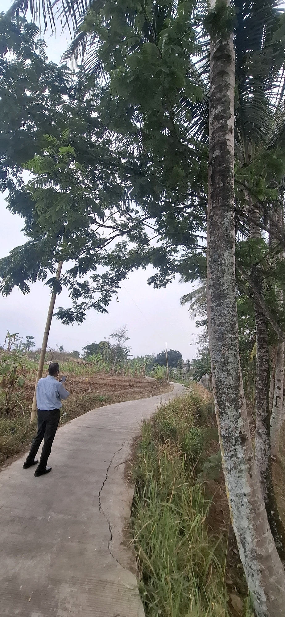 An overhead shot captures a man dressed in a light blue collared shirt and dark pants walking on a cracked concrete path. The path curves into the distance, surrounded by lush green vegetation and trees. In the background, tiered fields suggest agricultural activity, with some banana trees visible. A thin wooden pole stands near the man, and several palm trees are prominent in the foreground, their textured trunks and fronds filling a significant portion of the frame. The sky above is overcast.