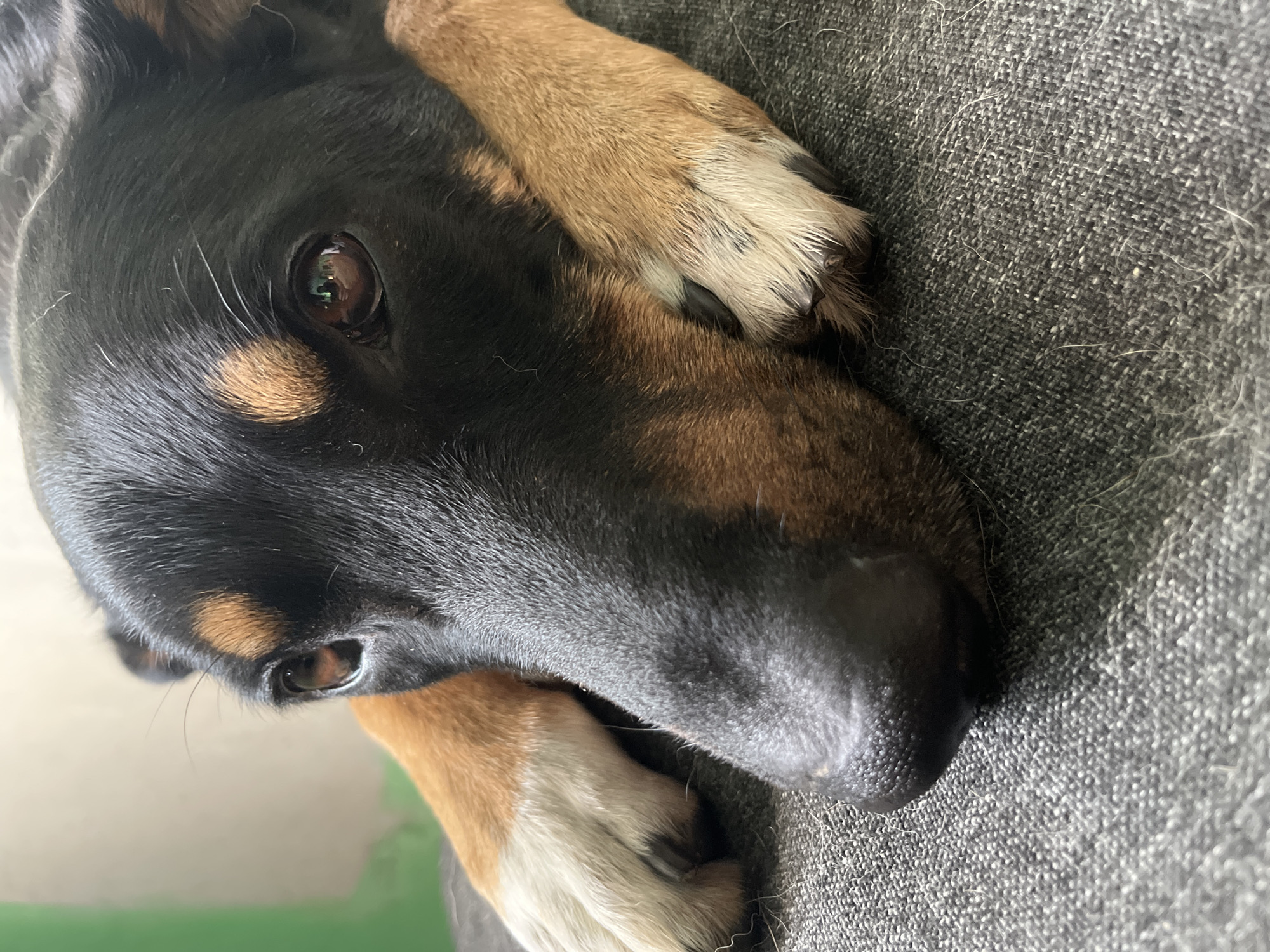 A close-up shot focuses on the face of a dog resting on a grey couch. The dog has black fur with tan markings above its eyes and on its paws. Its front paws are resting in front of its face, with the right paw partially covering its snout. The dog's eyes are open and appear to be looking towards the viewer. The background is blurred, showing a hint of a green wall and a lighter colored wall behind it. The image is well-lit, with natural light appearing to come from the left. The scene is likely indoors, in a domestic setting. There are no people present in the image. The location of Nizhny Tagil, Russia is not discernible from the image.