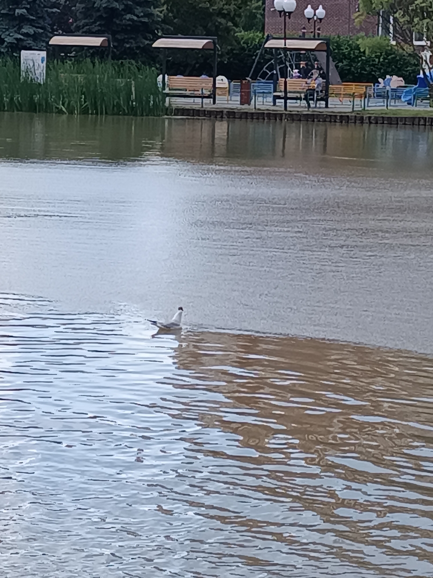 A single seagull floats on the rippling surface of a body of water. In the background, a park-like setting is visible. A brick building with a dark roof stands behind a row of green trees. In front of the trees, several benches, some with awnings, are arranged along a paved walkway. Some people are seated on the benches. Tall green reeds grow along the edge of the water in the mid-ground.